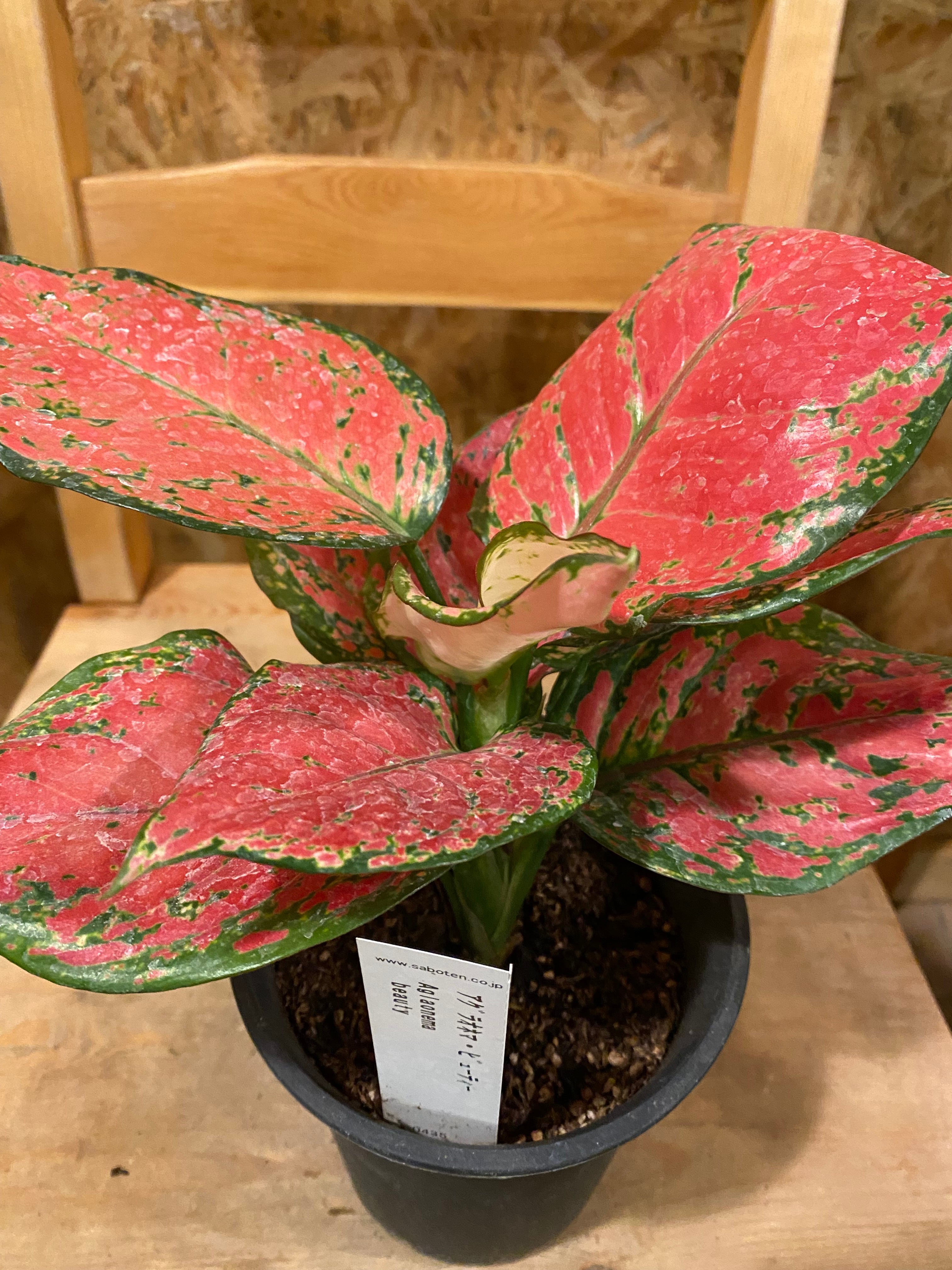 アグラオネマ レッドビューティー H25cm W20cm 口径10cm | Garden Varejo