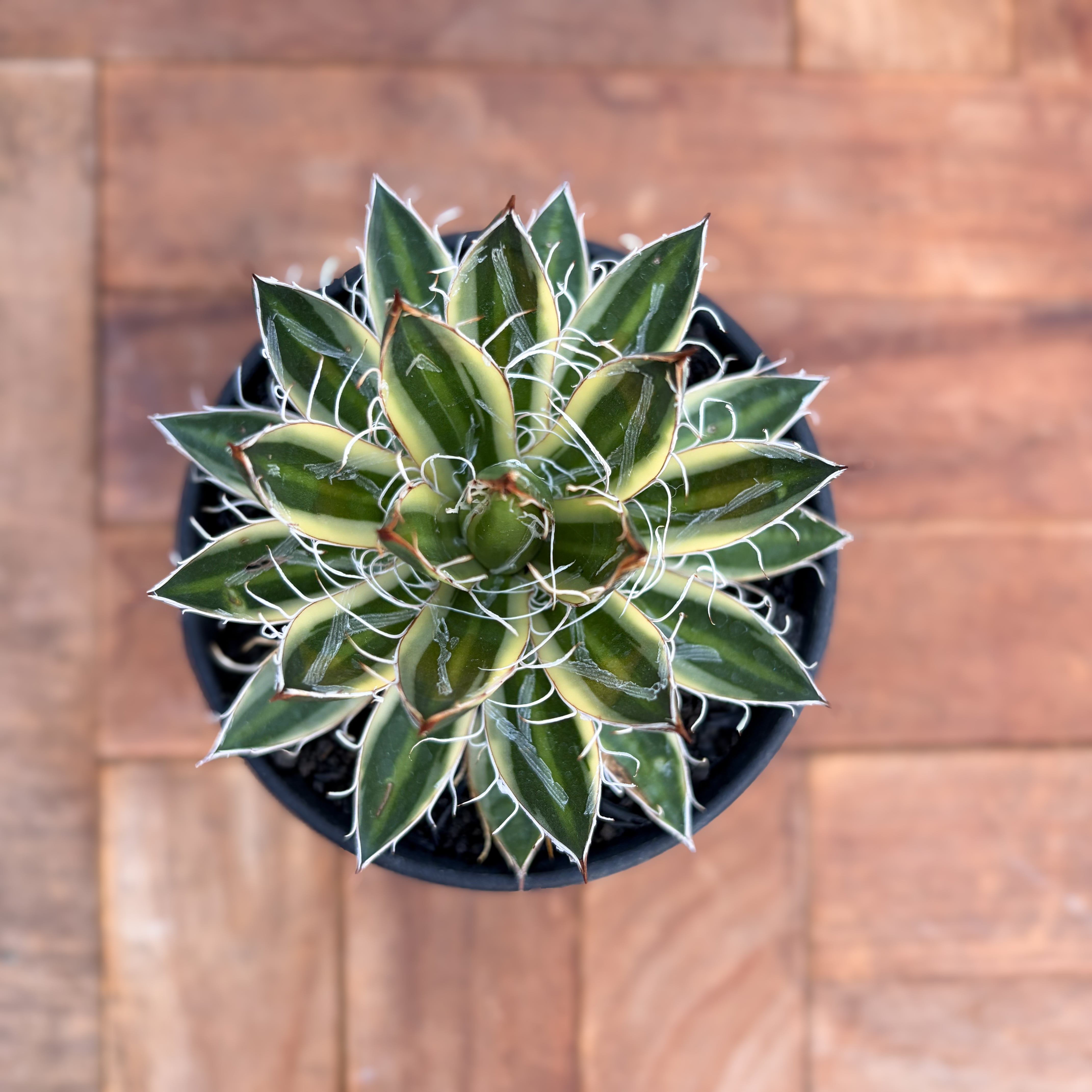Agave purpusorum【アガベ・パープソラム・帝釈天】 | RIMO'S GREEN