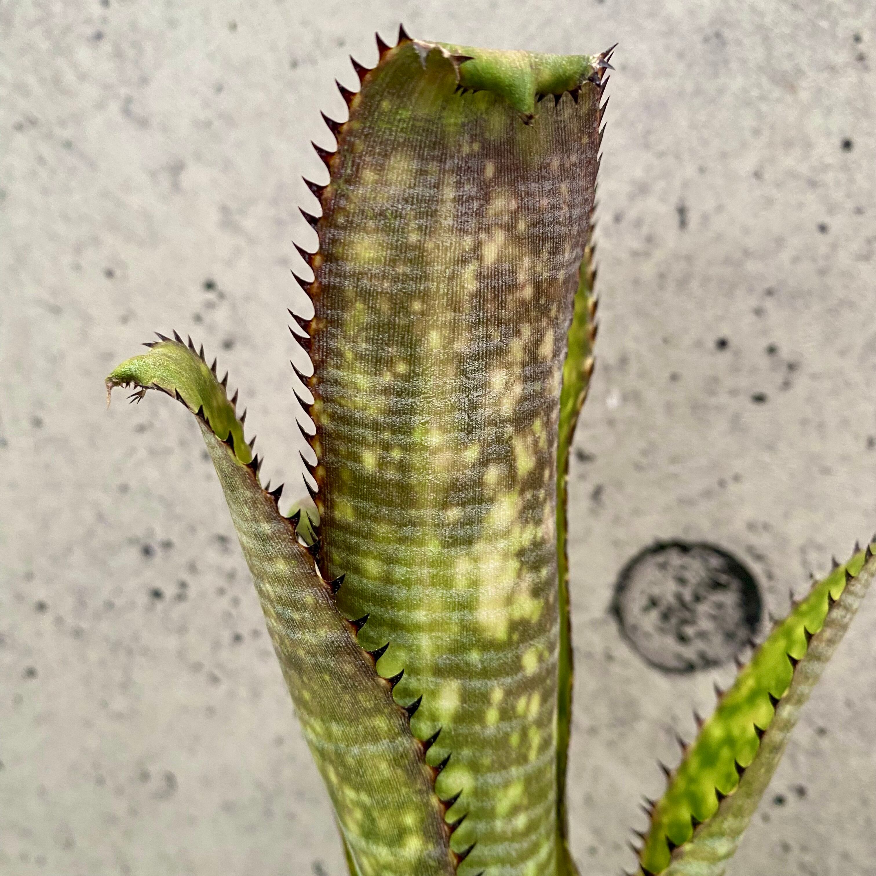 タンクブロメリア ビルベルギア 『Kolan Offspring』