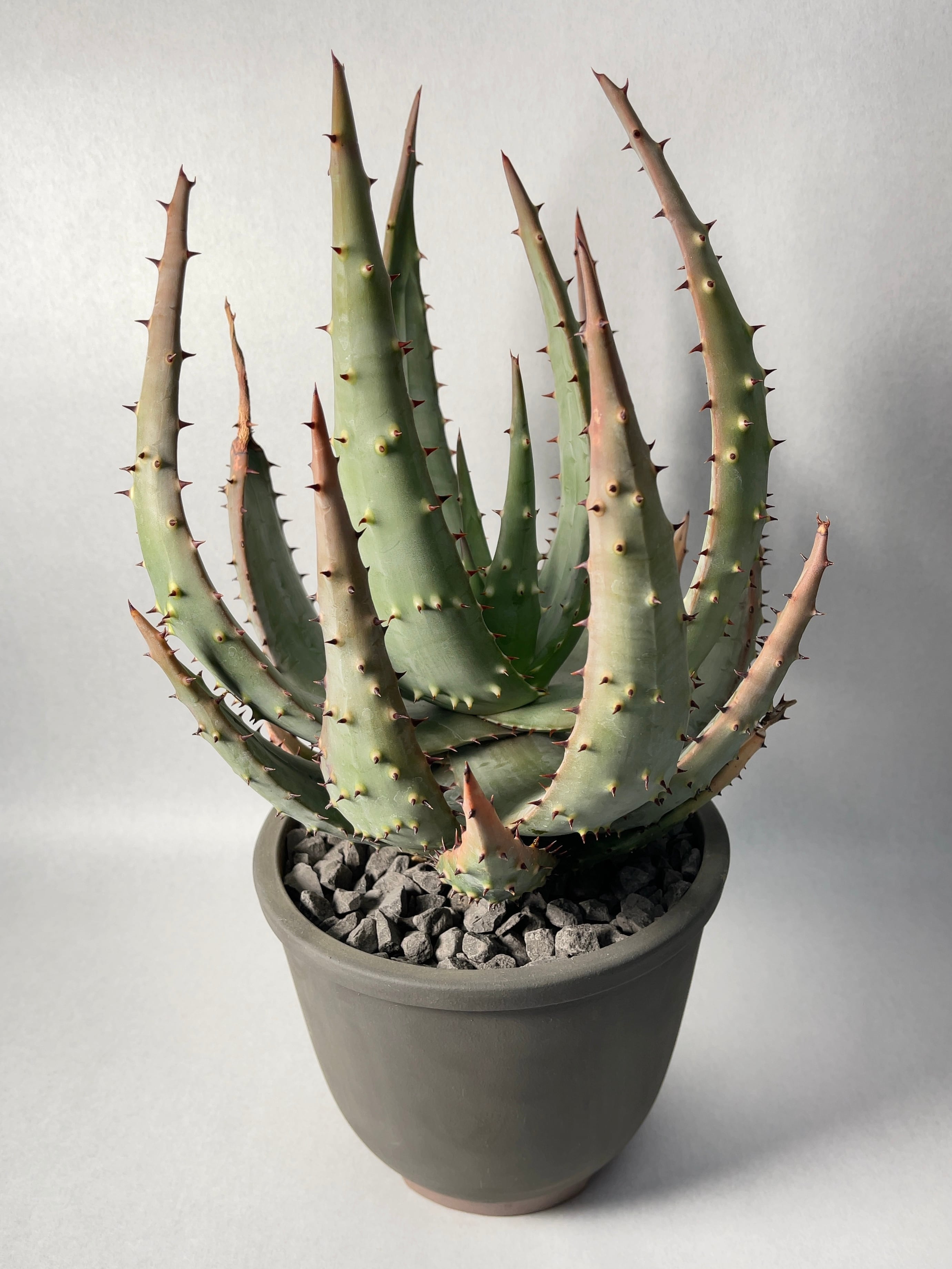 Aloe aculeata Ngopanie アロエ アクレアータゴッパニー アロエ アクレアータ Aloe aculeata no.110803 | 芽の巣山