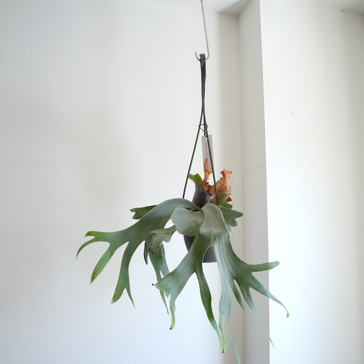 送料込み】ハンギング植物 ビカクシダ ウィリンキー 4号サイズ プラ