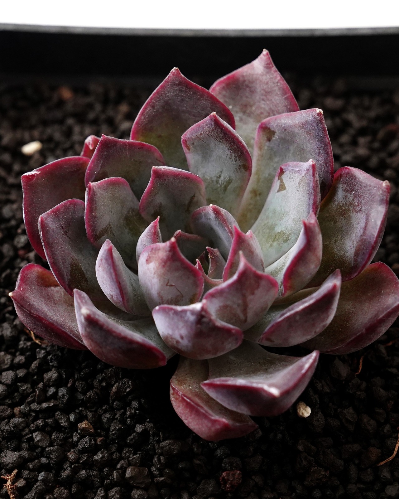 一部発根済カット苗 ダークアイス M Echeveria 'Dark Ice'