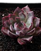 一部発根済カット苗 ダークアイス M Echeveria 'Dark Ice'