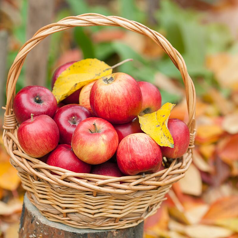 ［ギフトシフォン｜季節の果実］９月・１０月・１１月：りんご