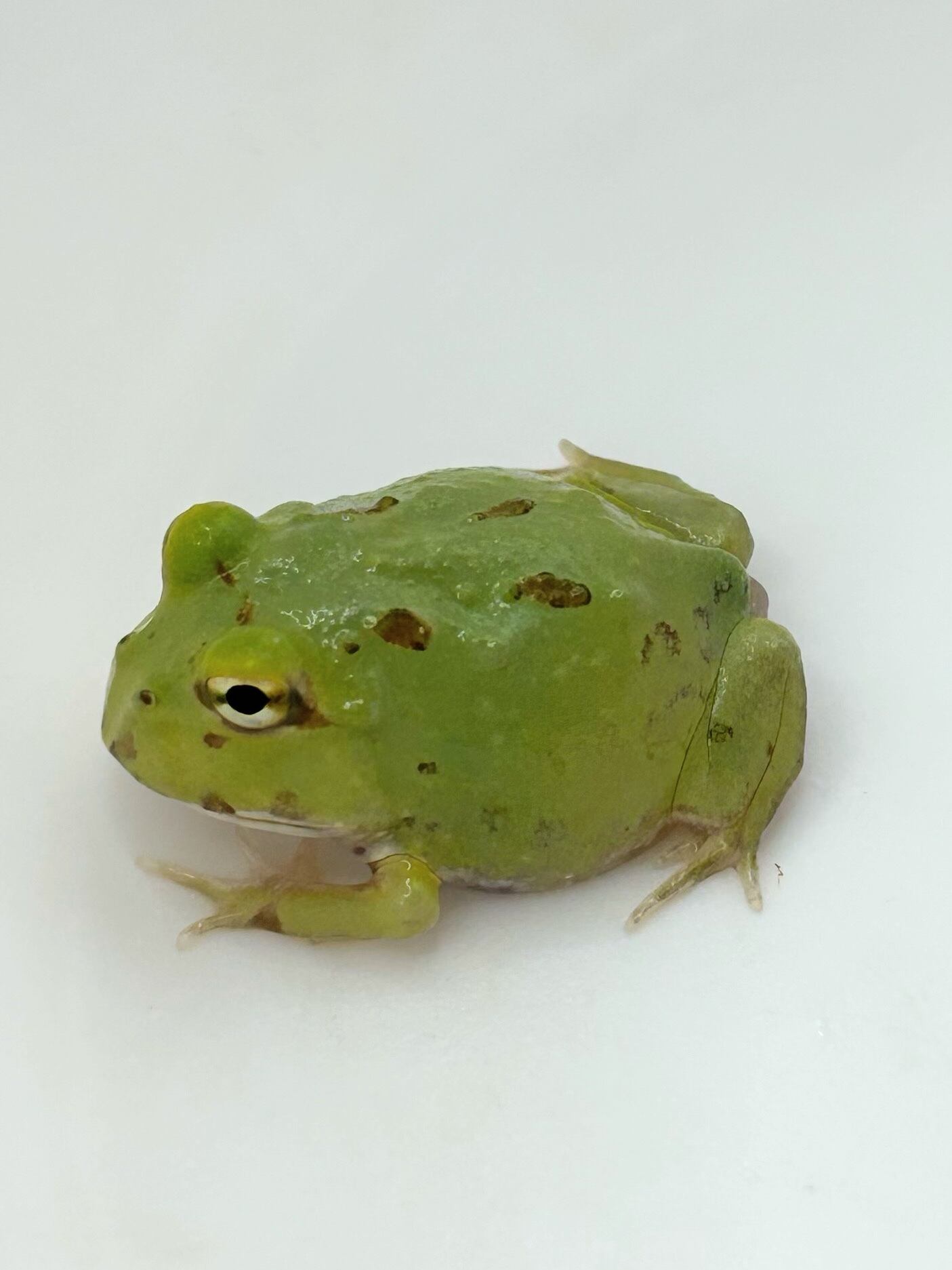 クランウェルツノガエル グリーン② 1匹 | まるころ商店〜まるくて