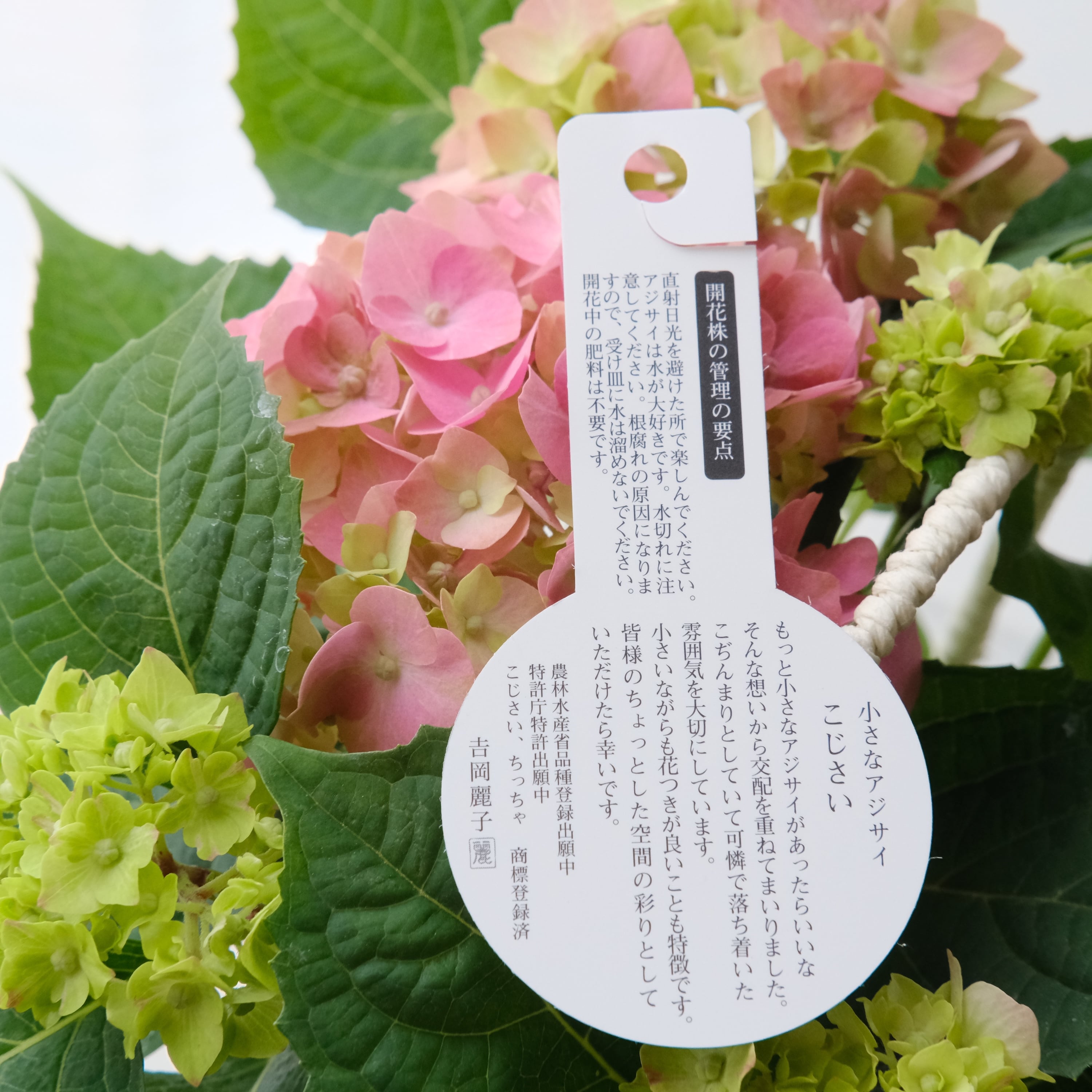 吉岡麗子さん作《 こじさい ちっちゃ ピンク系統》※かごの色をお選び