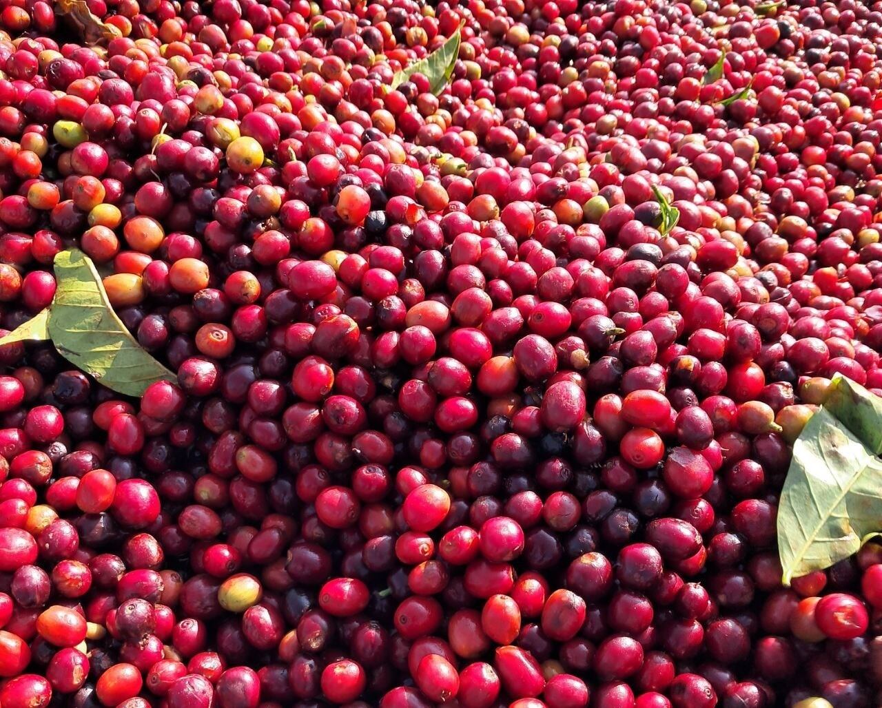 エチオピア ゲルチャキンドゥ 24/25 スーパーナチュラル生豆 500g