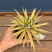 【クリアランス】ハオルチア 十二の巻 斑入り【990】【再撮影】【▼】