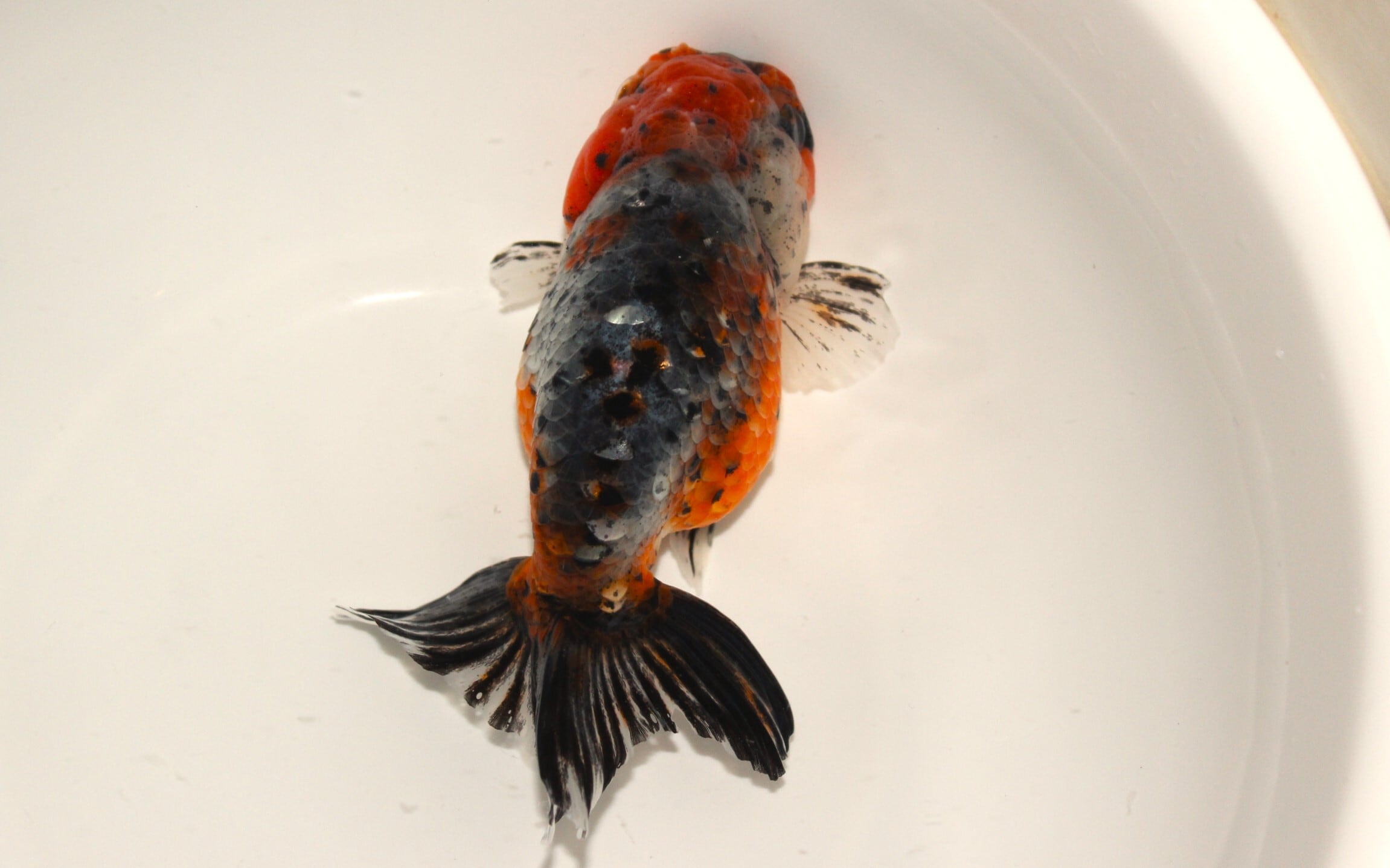 志村養魚場産　五色江戸錦　2歳　約13㎝ 五色江戸錦 志村養魚場】⁡ ⁡⁡ ⁡全長13cm、産卵確認済のメスです。⁡ 頭