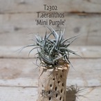 【送料無料】aeranthos 'Mini Purple'〔エアプランツ〕現品発送T2302