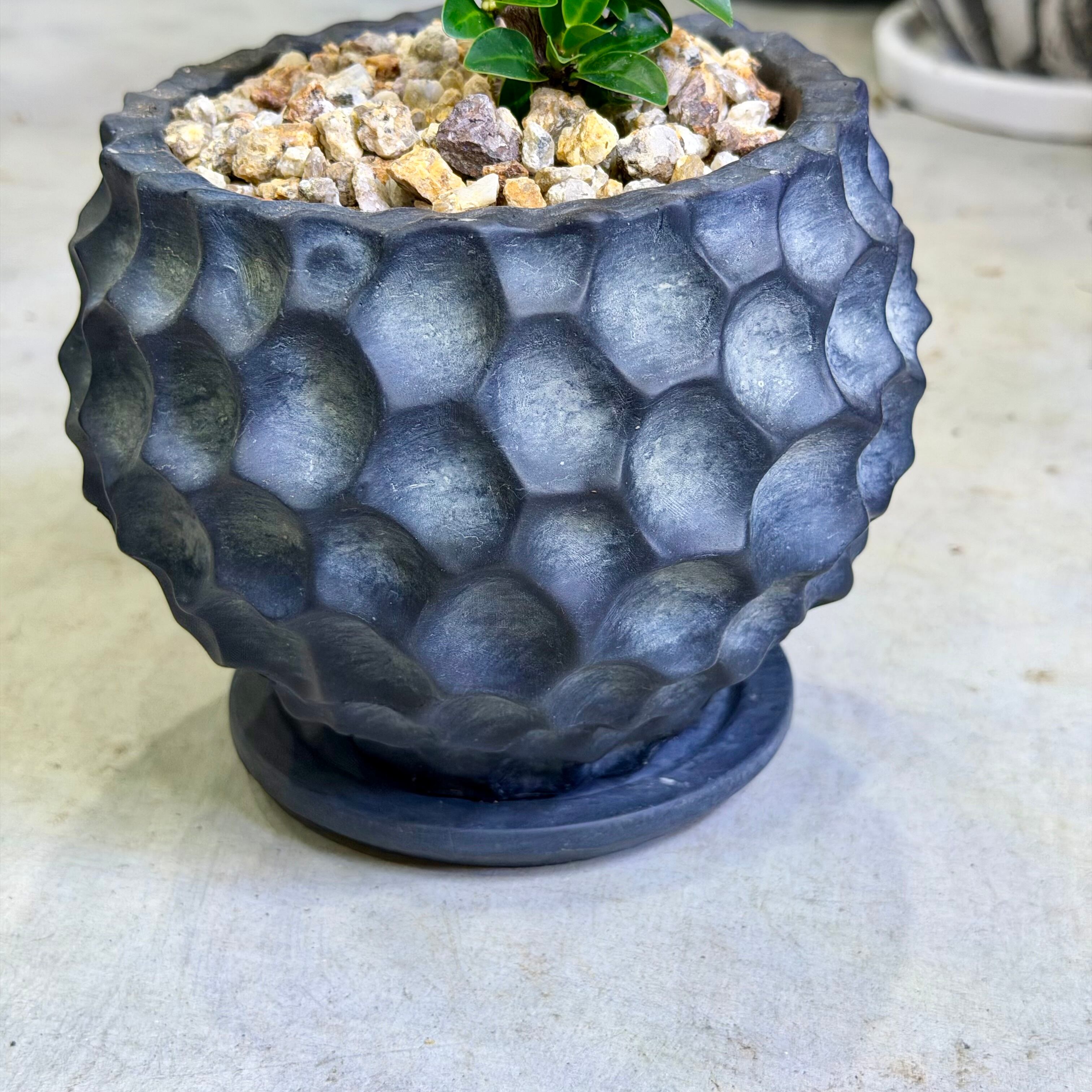 ガジュマル・ベビーリーフ | barrelplants_BONSAI