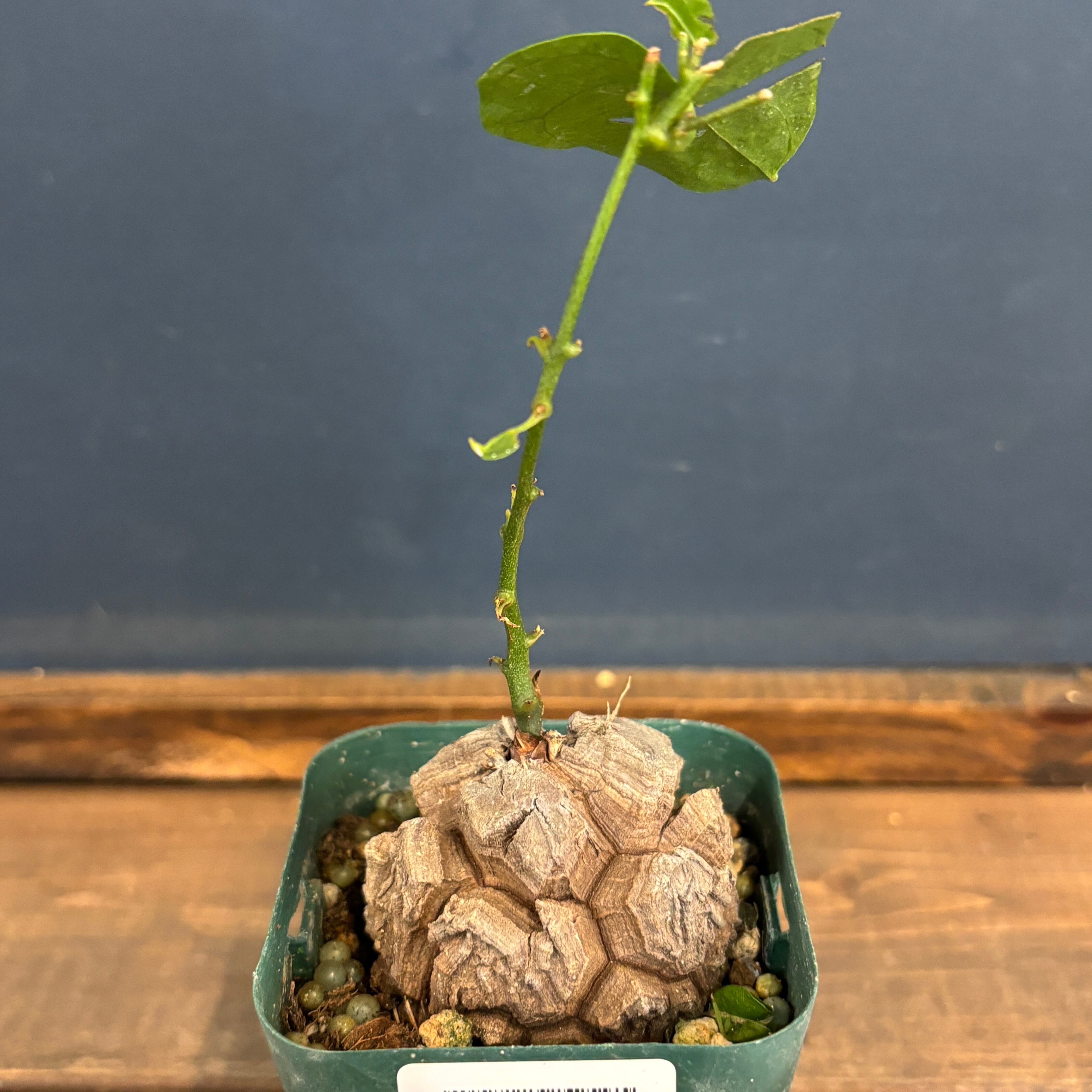 PROTOLEAF プロトリーフ