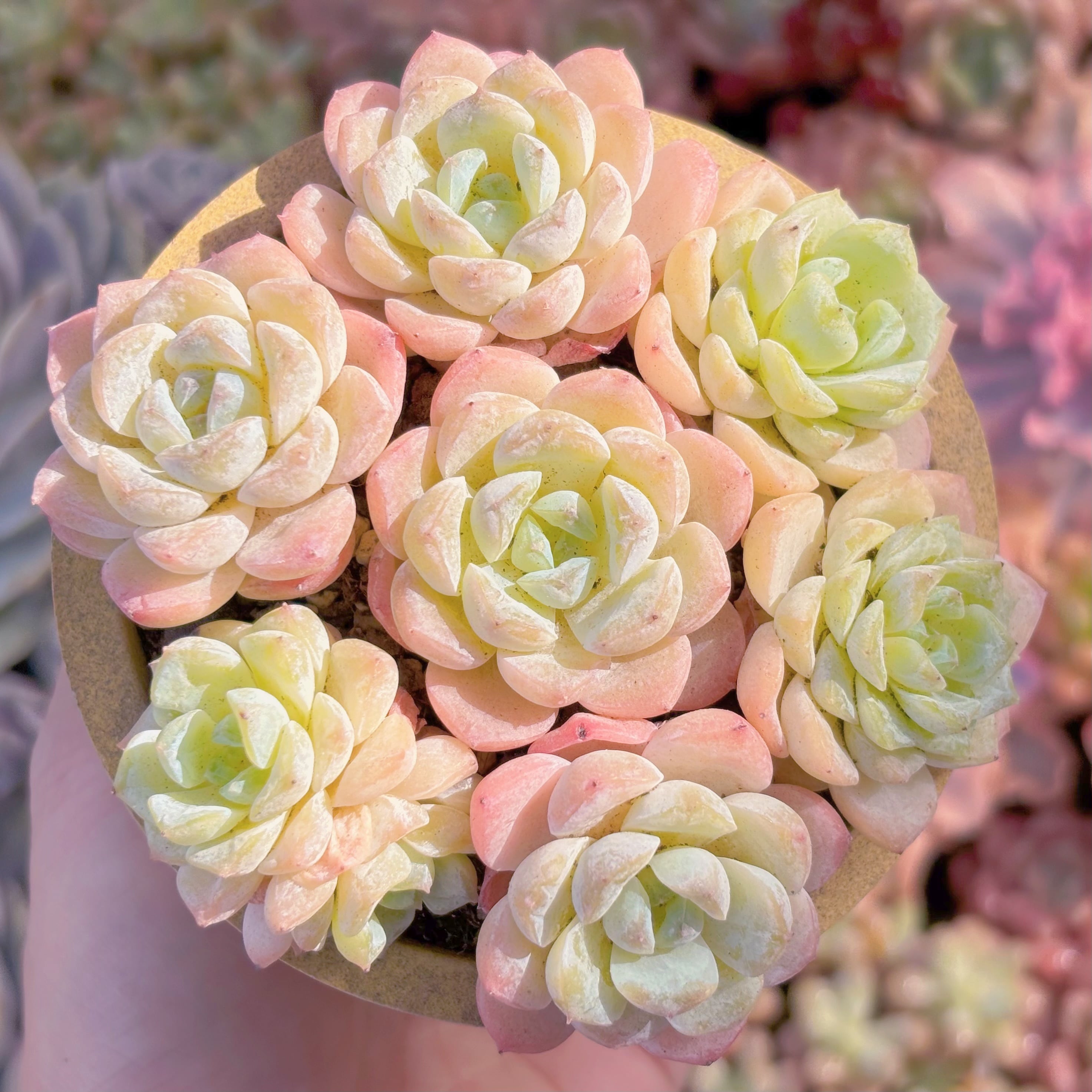 多肉植物 浣紗(7苗) 新入荷 るる農園 | るる農園~多肉植物専門