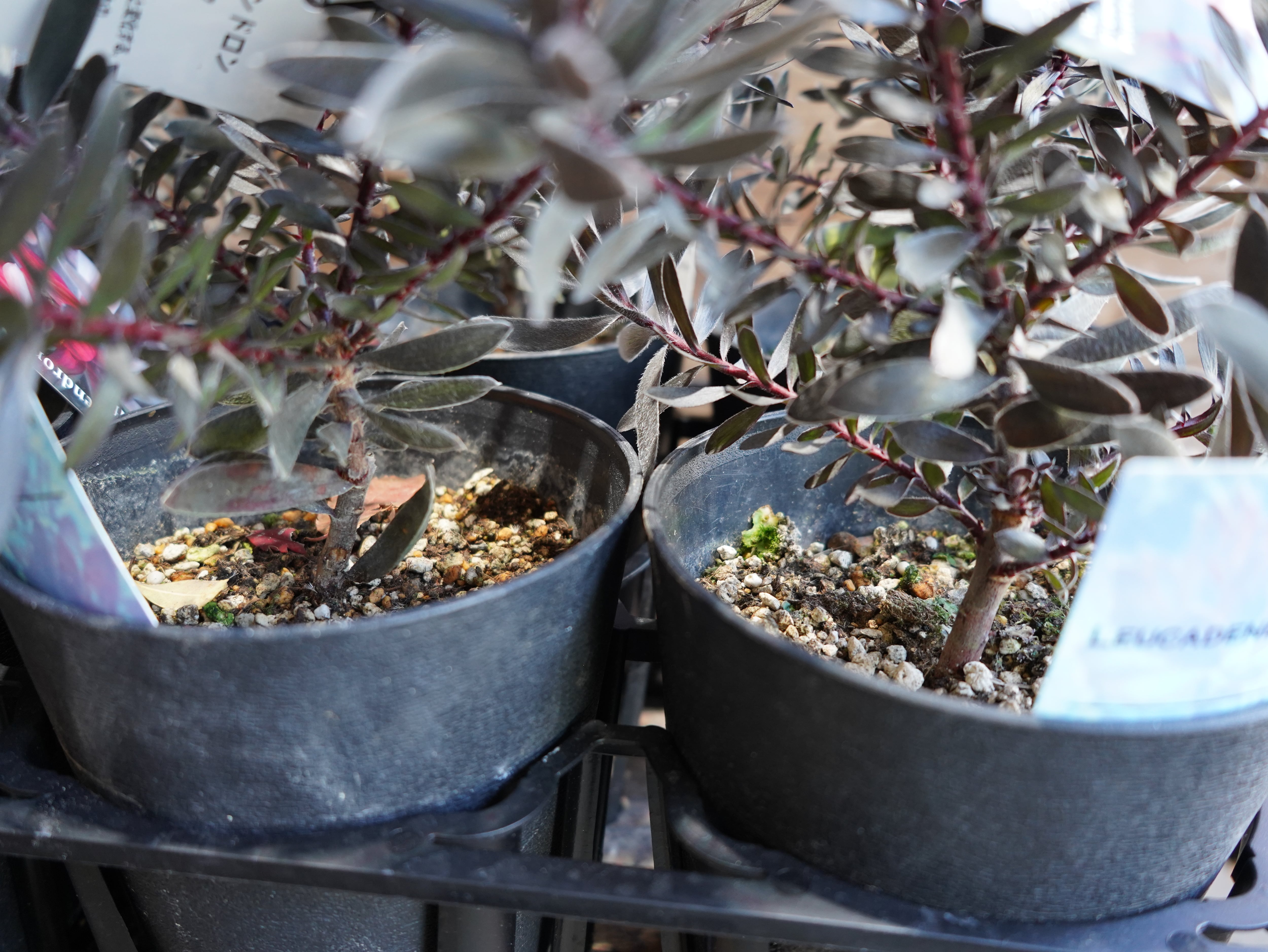 リューカデンドロン　”デュリフ”