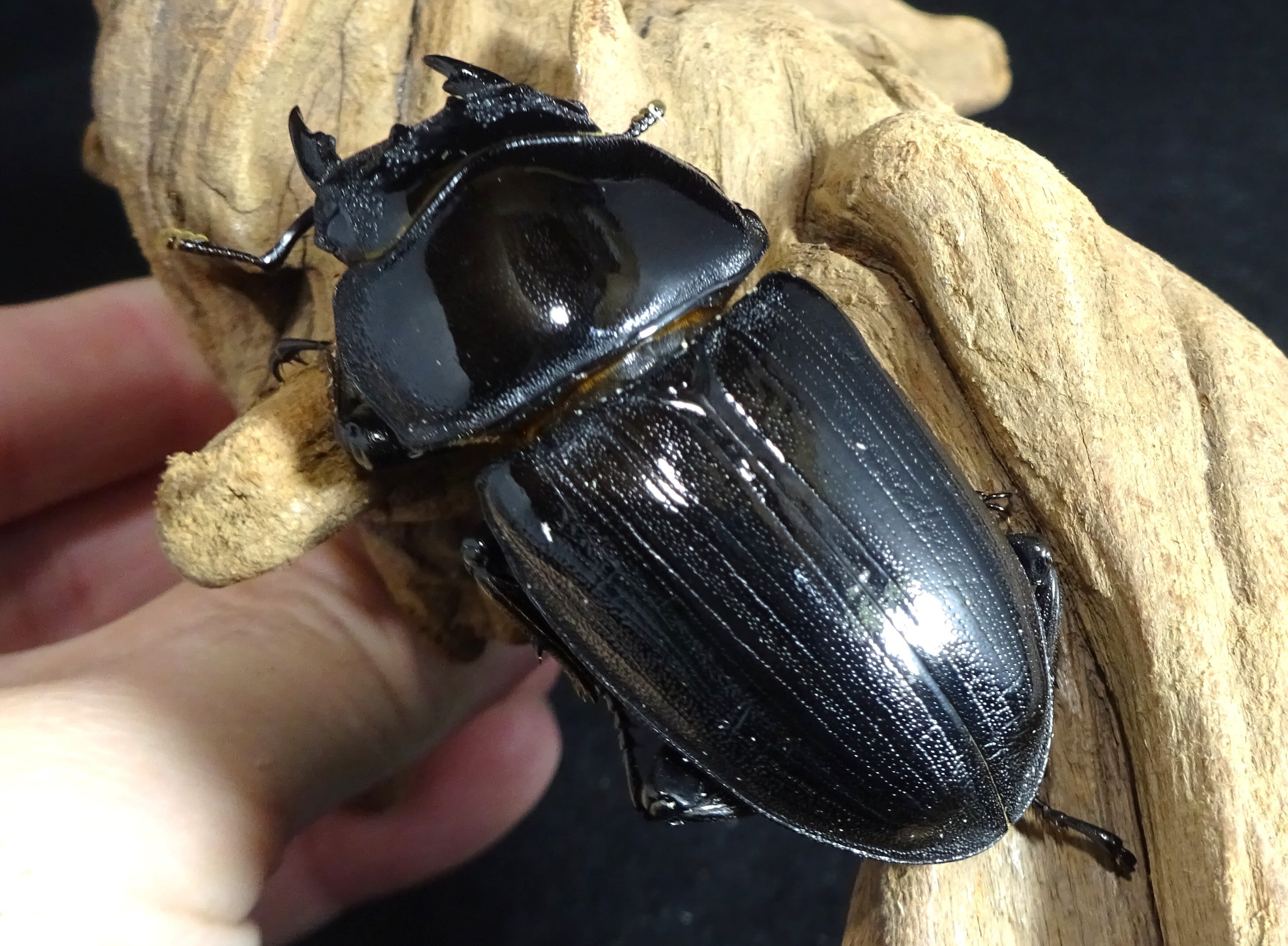 ○ｵｵｸﾜｶﾞﾀ（能勢YG血統） 能勢YG血統 ♂82，7mm ♀55，1mm