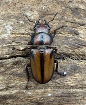 【F0】《エルサホソアカ 剣河県産 37mm ♂♀♀トリオ》