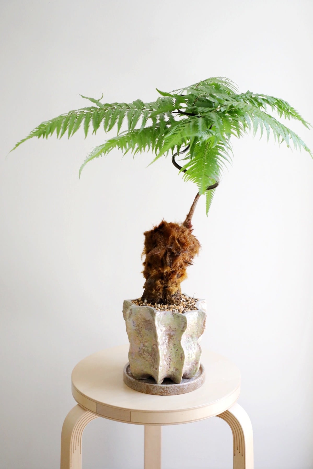 M】金毛狗-キンモウコウ-/Golden chicken fern | 【厳選植物・器