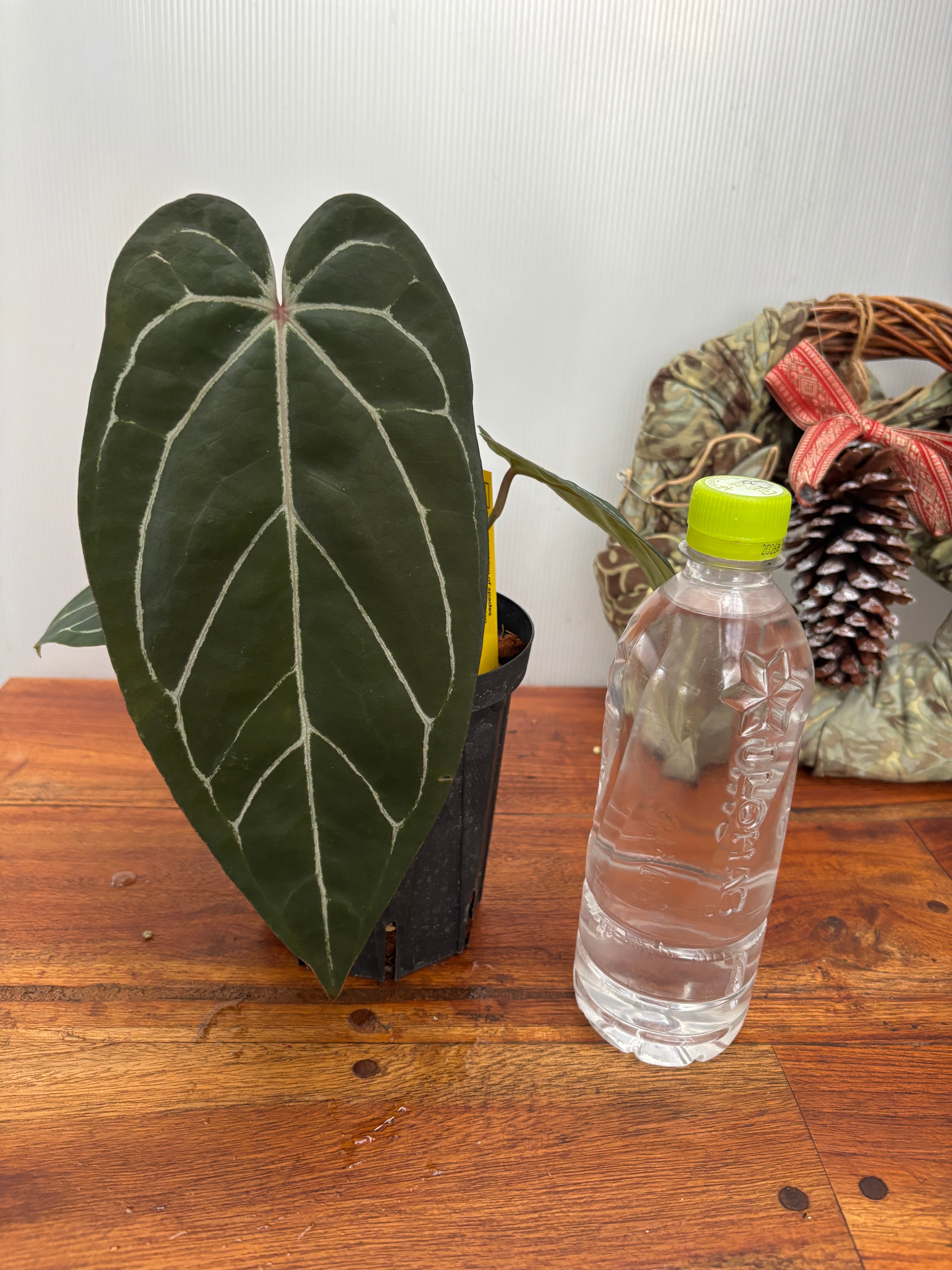 Z10ベッセアエ × デビリス×ドリームウィーバー×パピリラミナム Z10ベッセアエ × デビリス×ドリームウィーバー×パピリラミナム