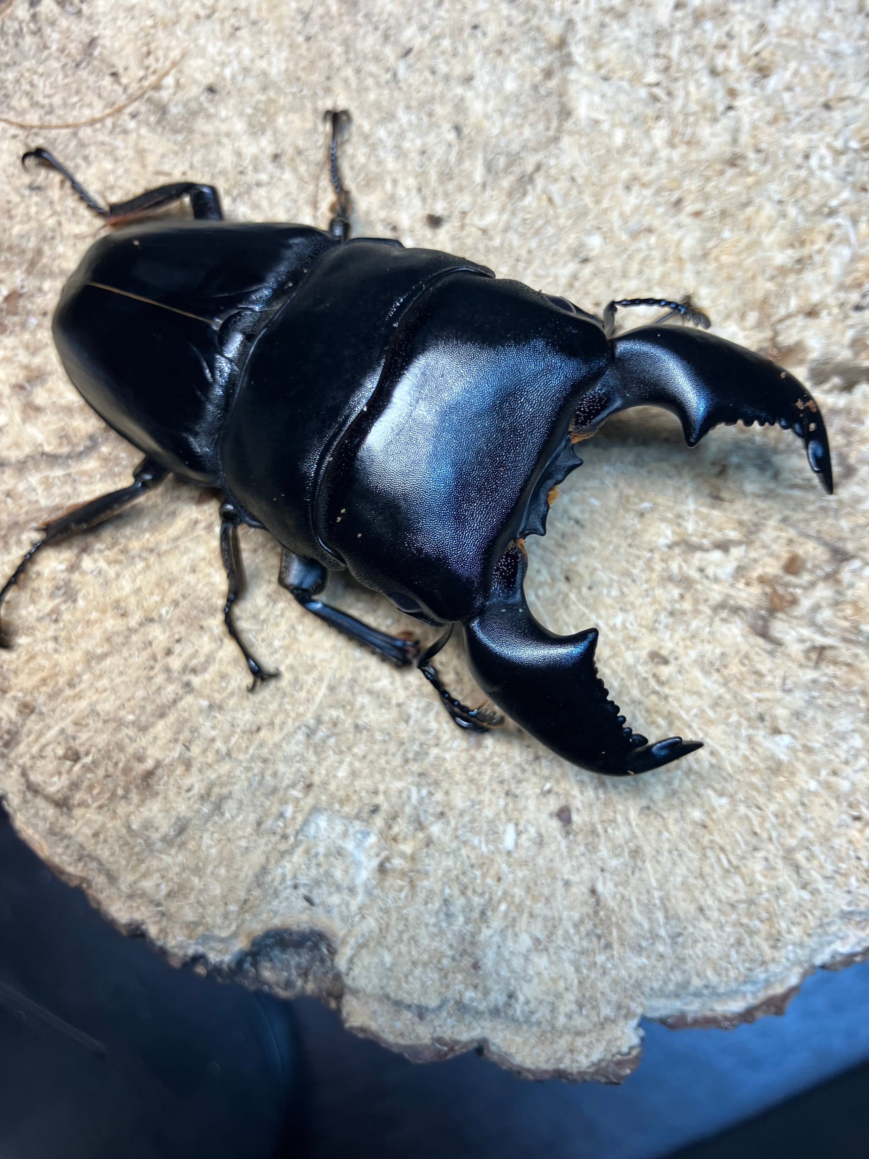 ヘラクレスオオカブト　ガルシア血統 ガルシア(MD)血統】DHヘラクレスオオカブト♀69mm