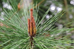 松葉茶（血のめぐり薬草）浴用〇