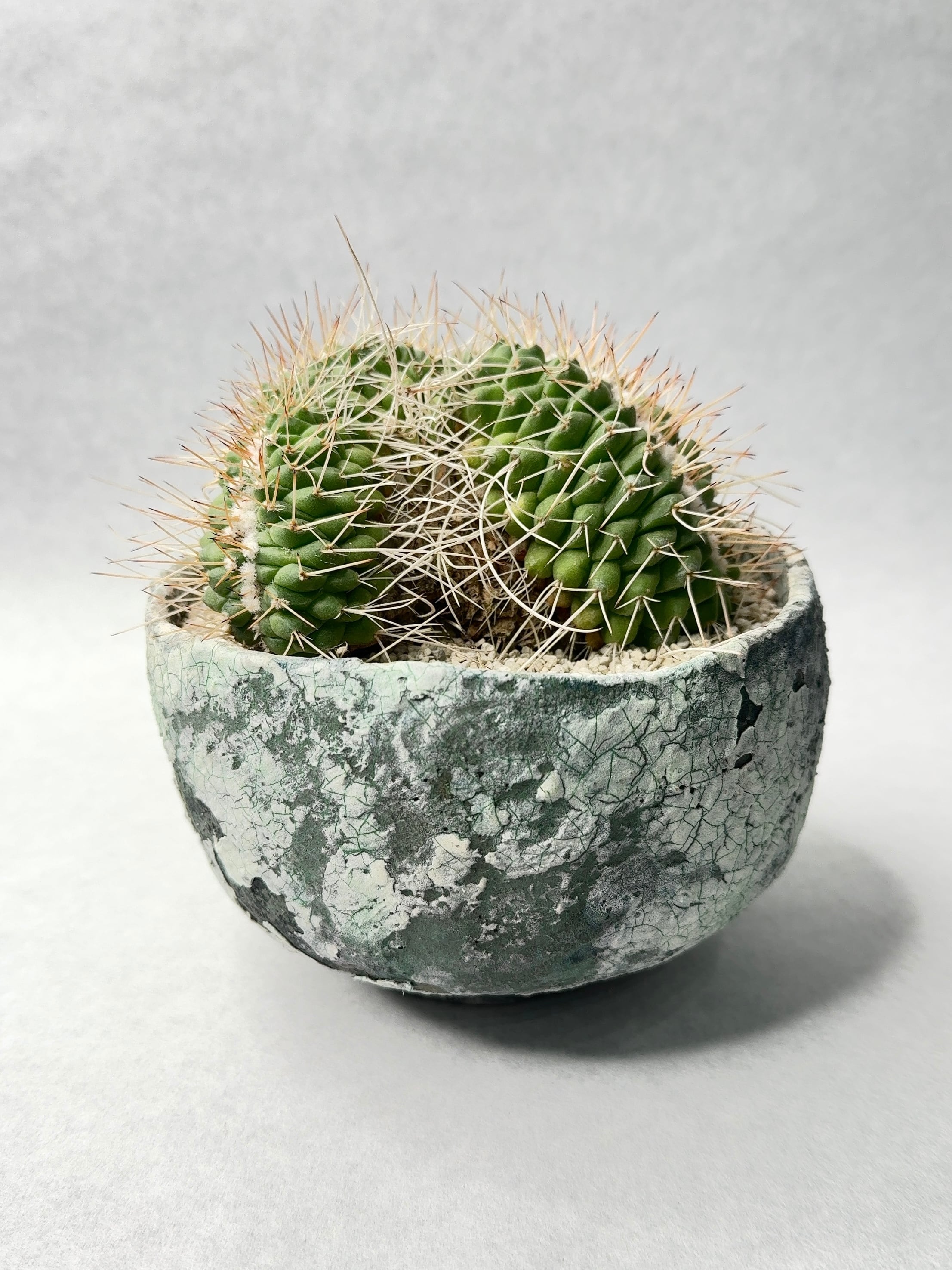 マミラリア・白竜丸綴化 | trigger