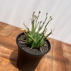 Euphorbia  valida【ユーフォルビア・強棘バリダ】