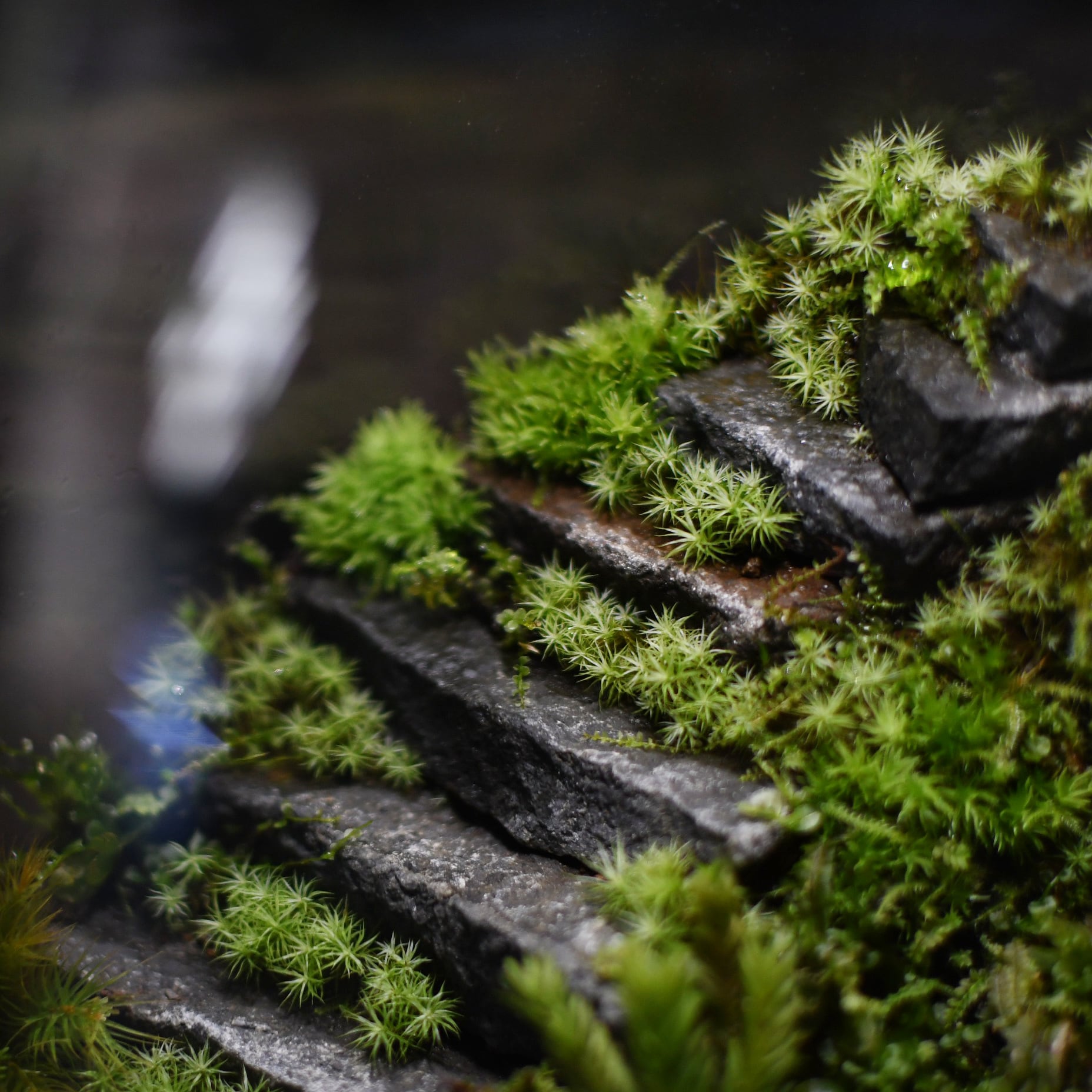 オーダー参考】石段のある苔テラリウム mosslight-LED | 苔テラリウム
