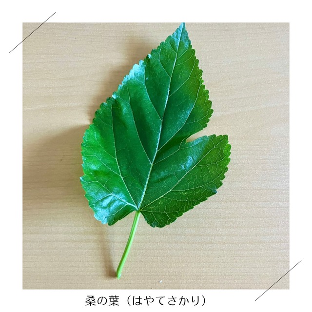 ＜クール便・5/23（土）収穫・発送＞【小さいサイズ】季節のお野菜セット