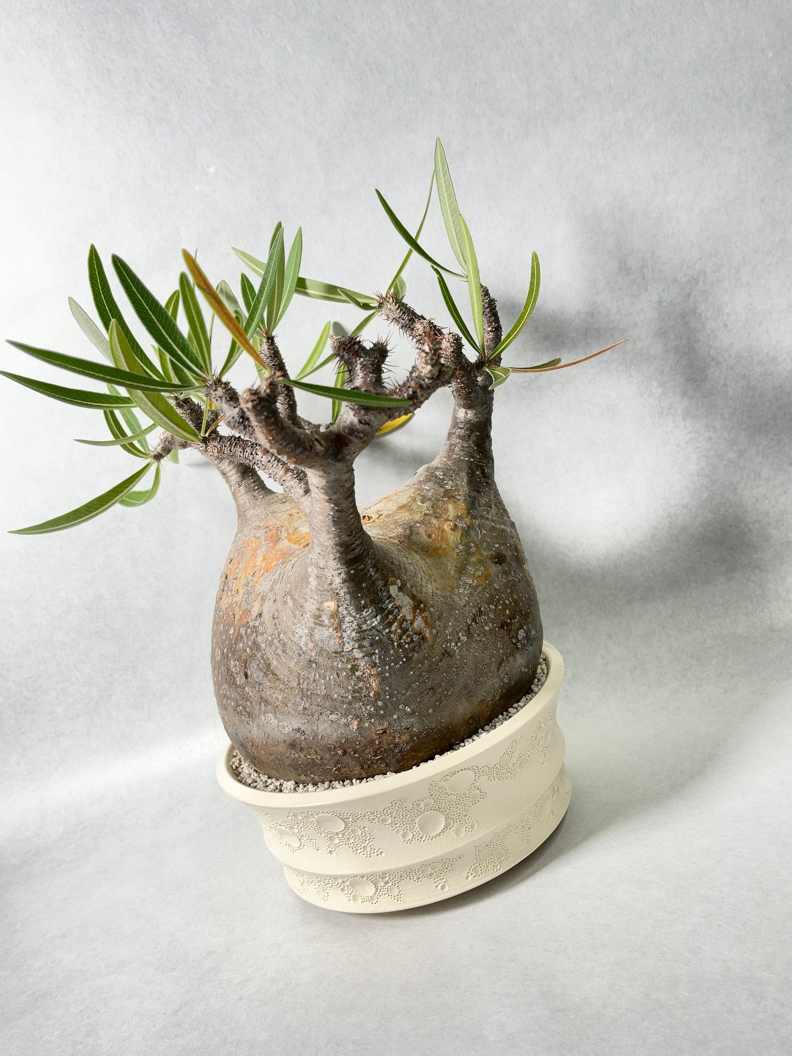 パキポディウムグラキリス Backside works.×BOTANIZE 【公式通販】