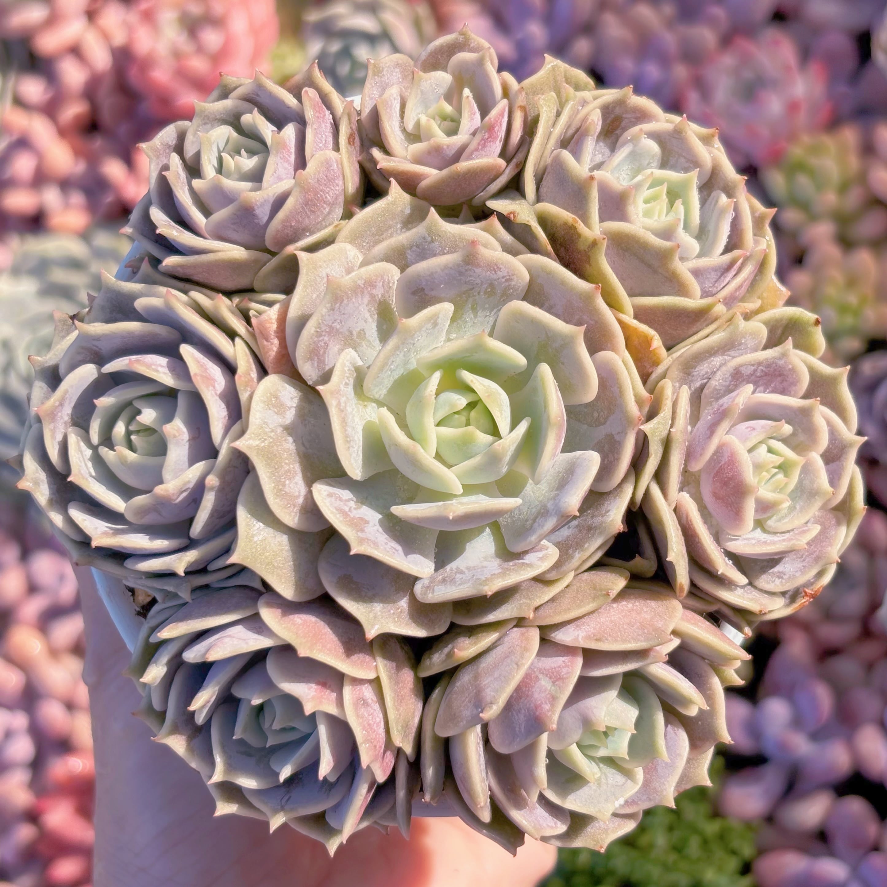 現品 ローラ#A030 るる農園 | るる農園~多肉植物専門