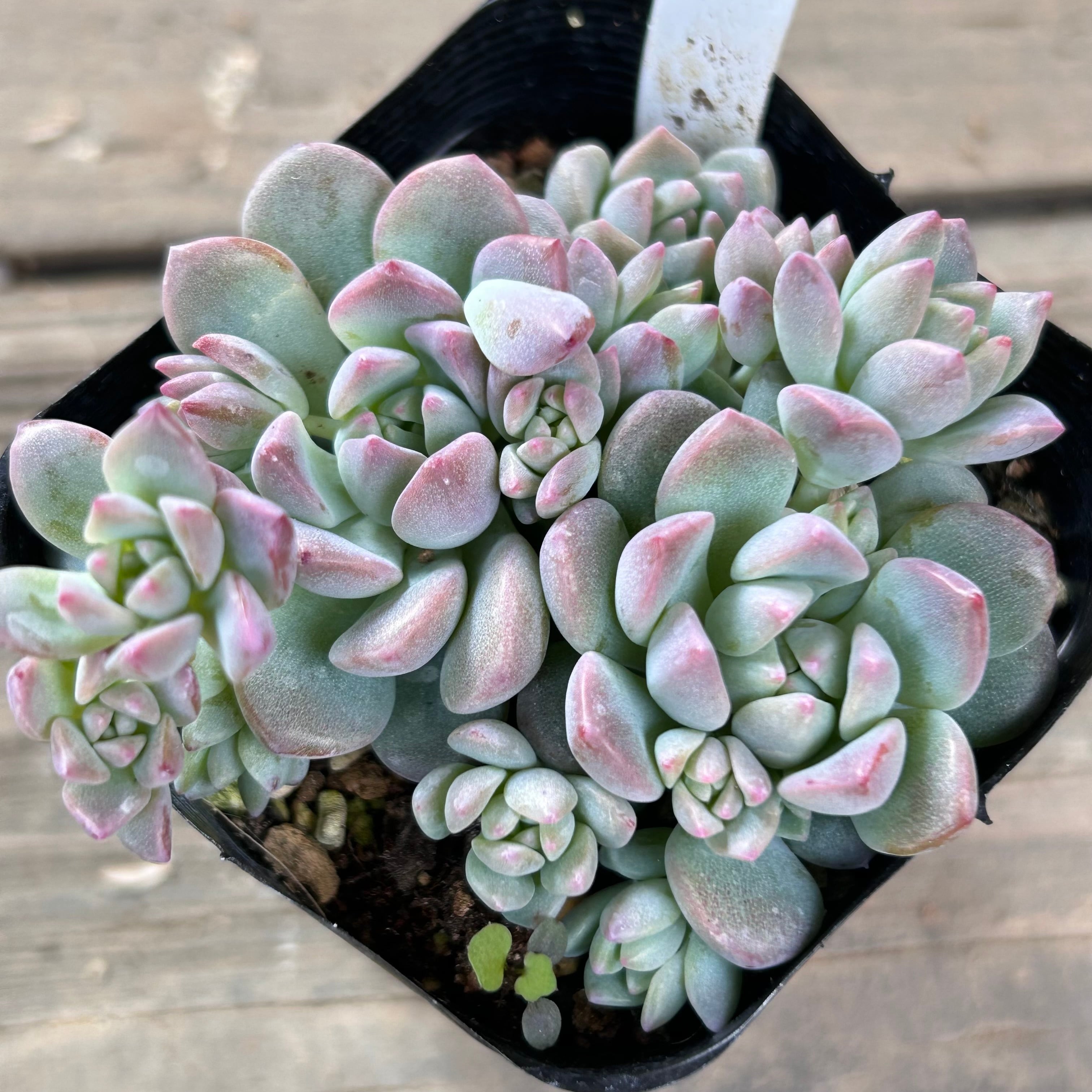 プロリフィカ | RuPo 多肉植物専門店