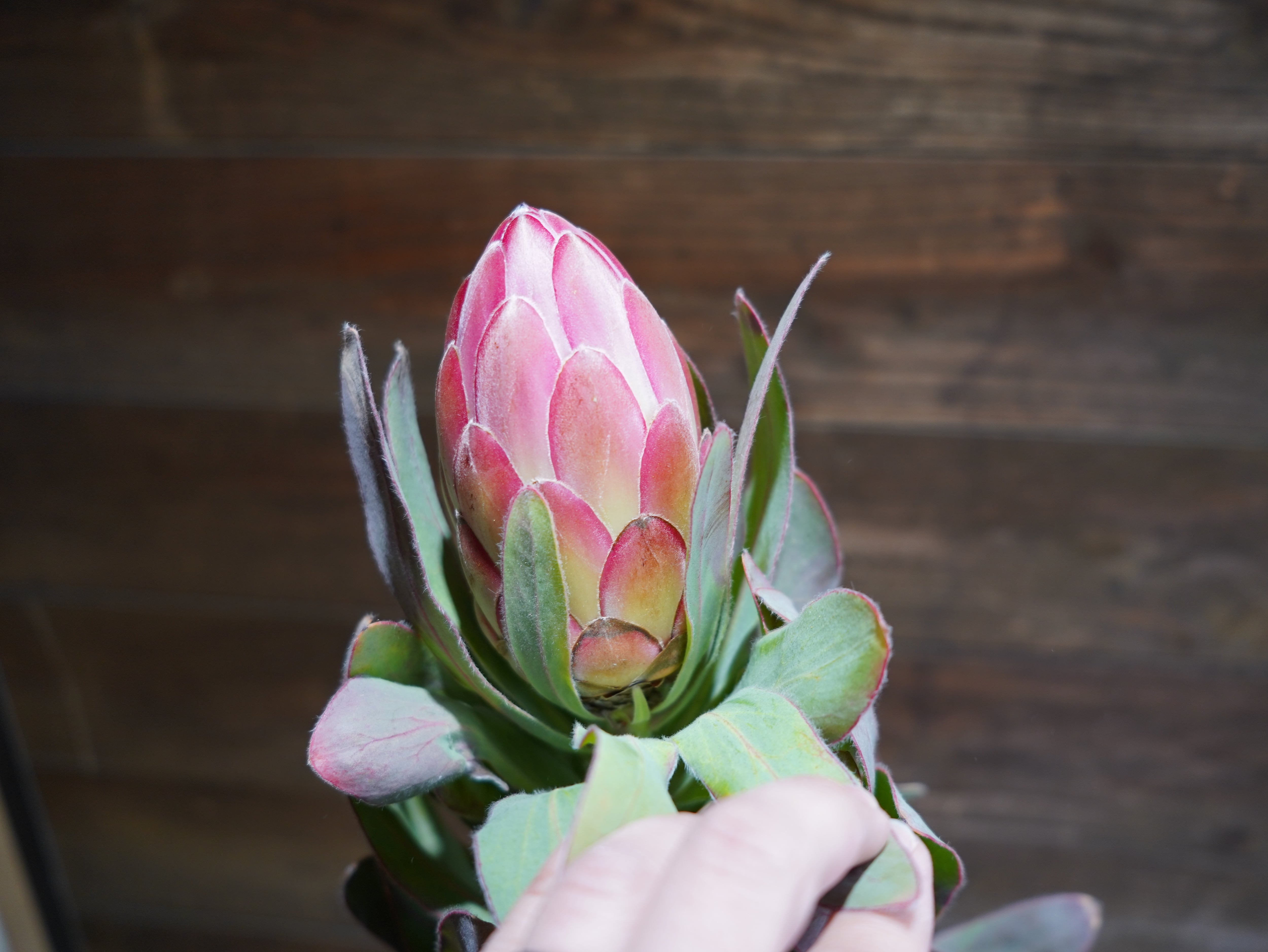 【現物】プロテア ”シルビア”　D