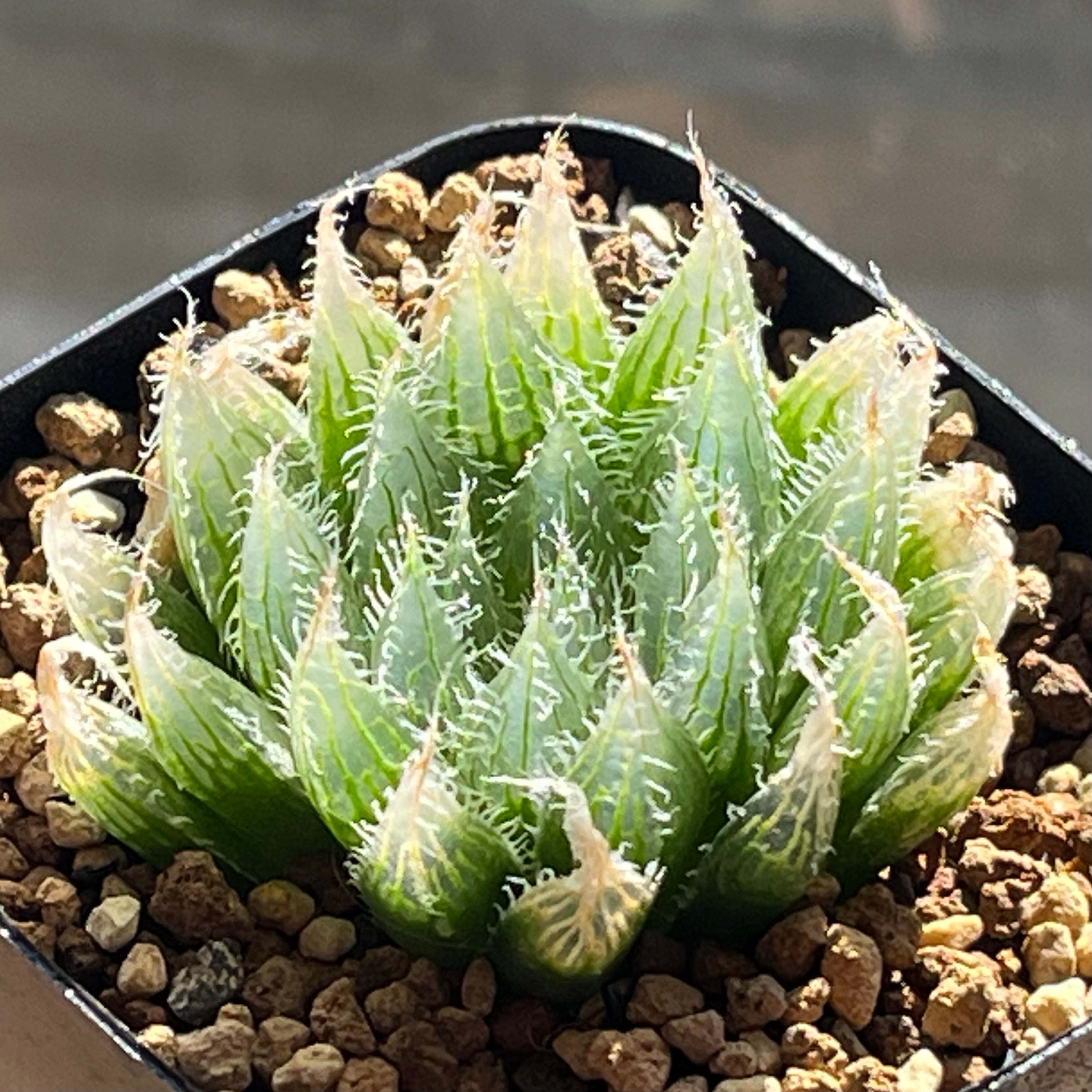 ハオルチア スターズフェアリー | mocono_plants