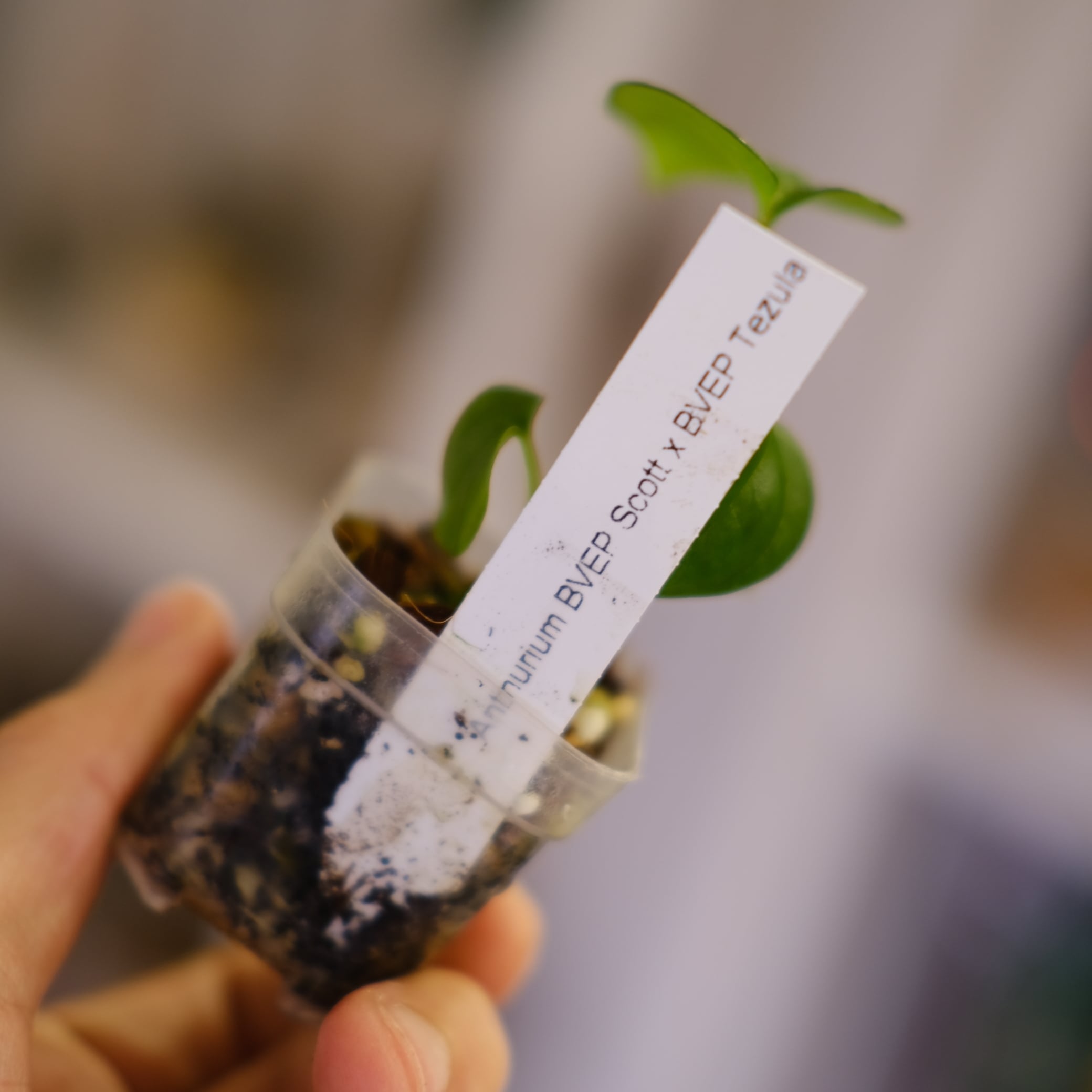 A. BVEP Scott × BVEP Tezula｜実生•アンスリウム Anthurium BVEP Scott × BVEP Tezula②｜実生・アンスリウム｜観葉植物