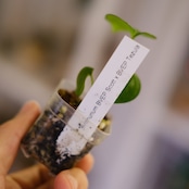 Anthurium BVEP Scott × BVEP Tezula②|実生・アンスリウム|観葉植物