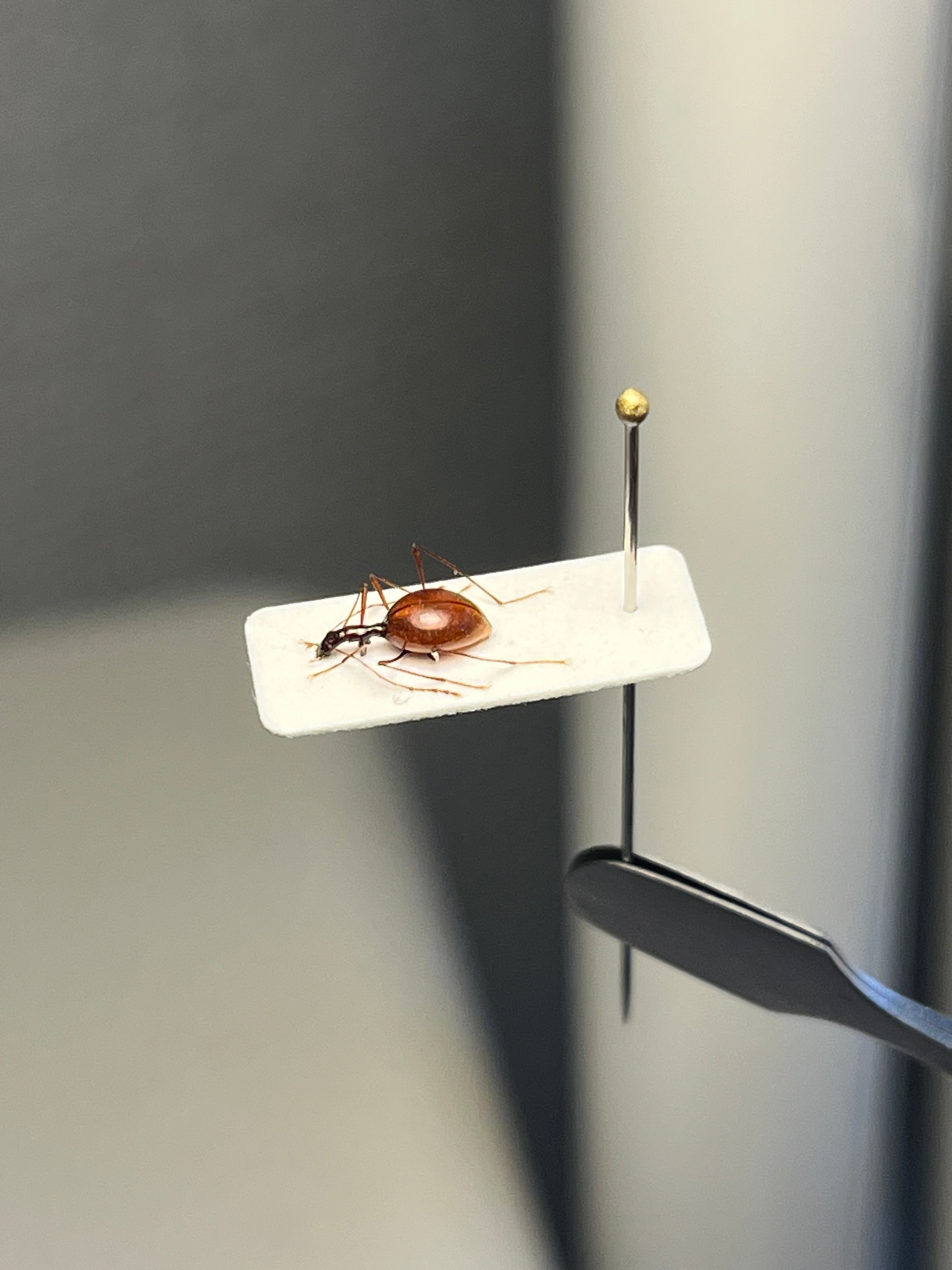 スロベニアのハラボテメクラチビシデムシ メクラチビゴミムシ 標本