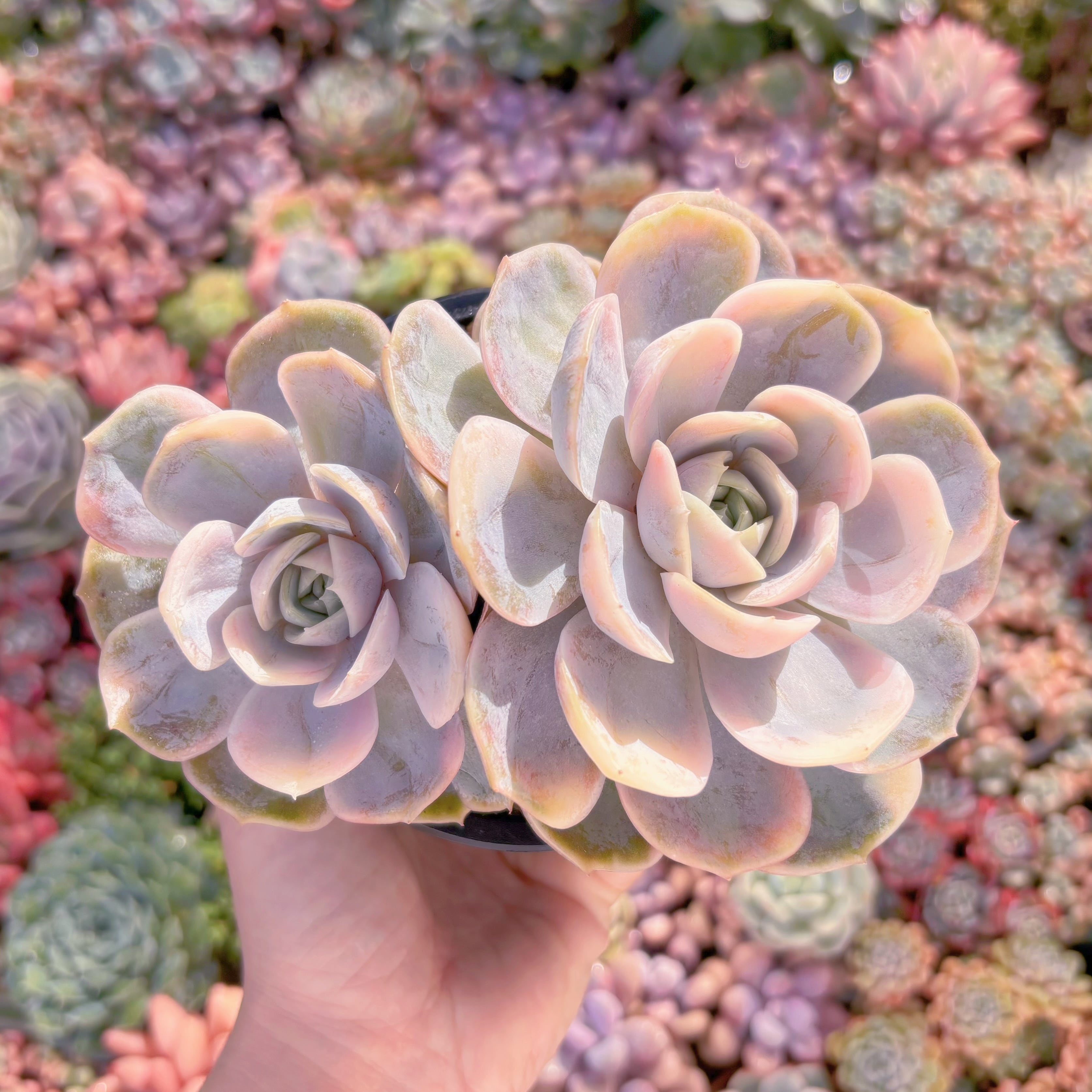 多肉植物　ブルーサプライズ錦(2頭)　新入荷　るる農園