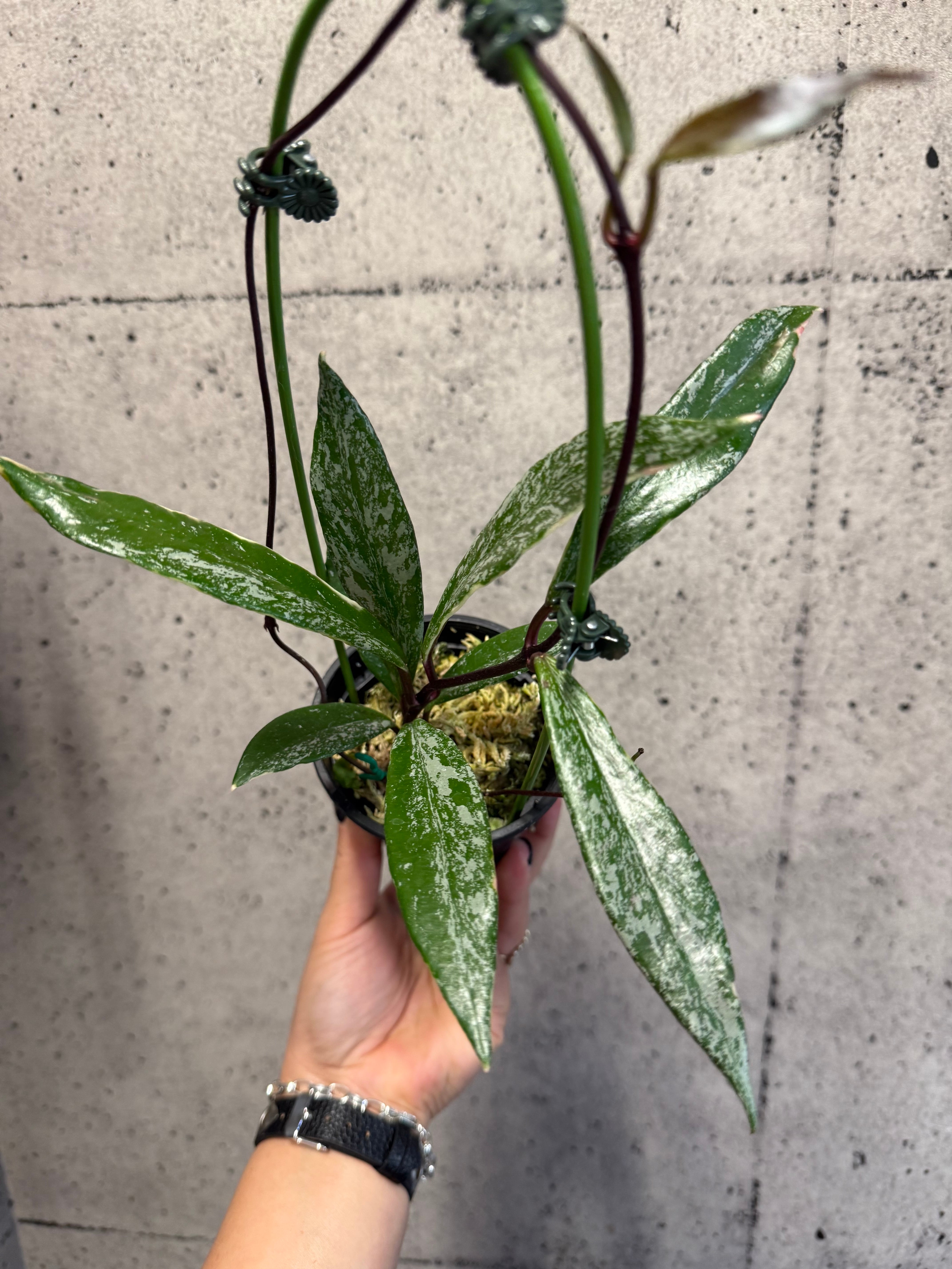 A ホヤ マチルダ バリエガータ | MIDORIYA 観葉植物専門店