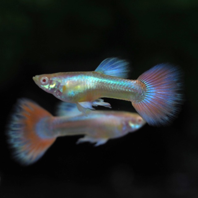 RREAラズリーネオンタキシードリボン　若魚1カルテット＋おまけ1ペア