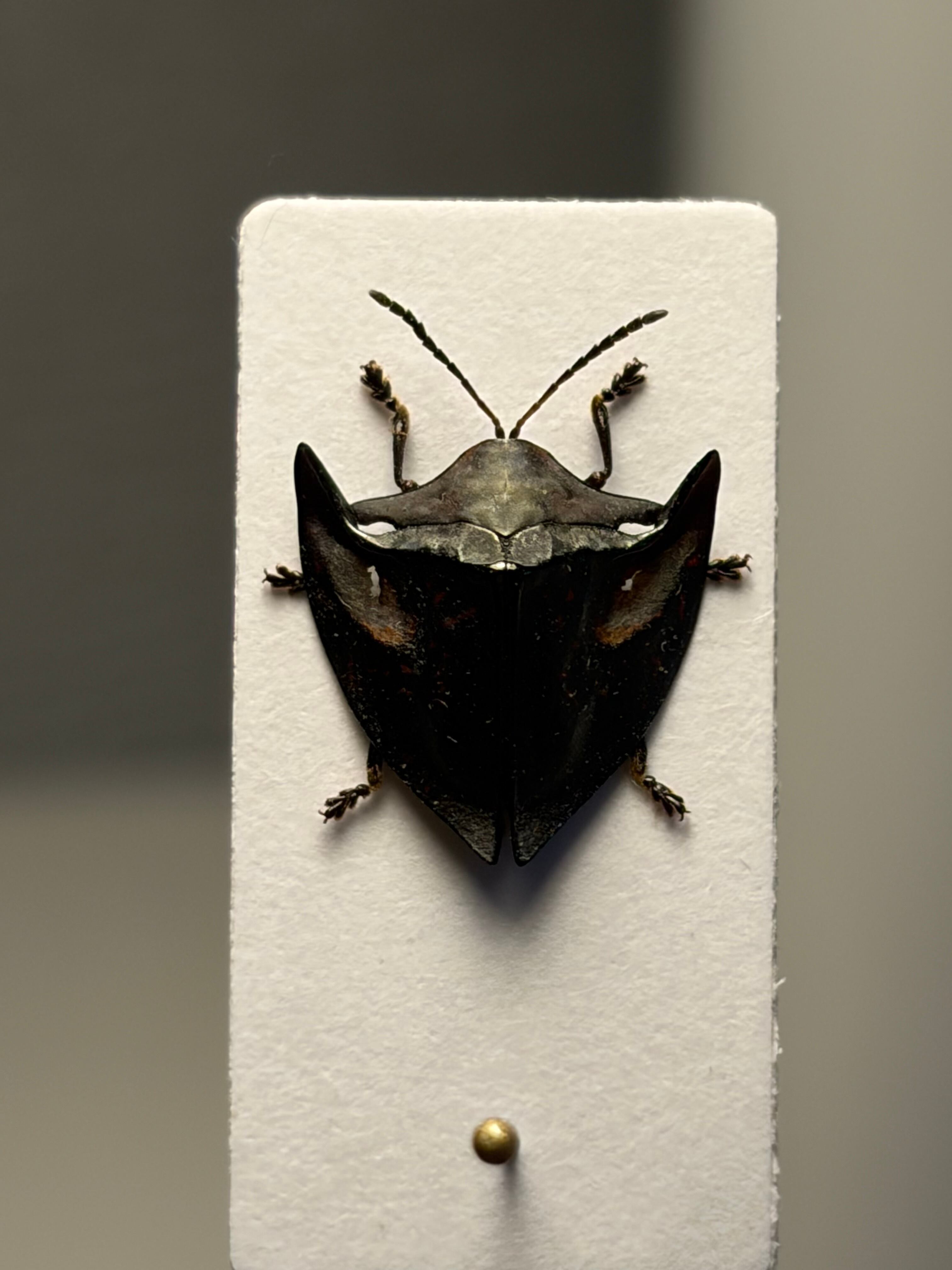 【10mm】ヤジリコモリハムシ 標本 Acromis venosa カメノコハム 10mm】ヤジリコモリハムシ 標本 Acromis venosa カメノコハムシ