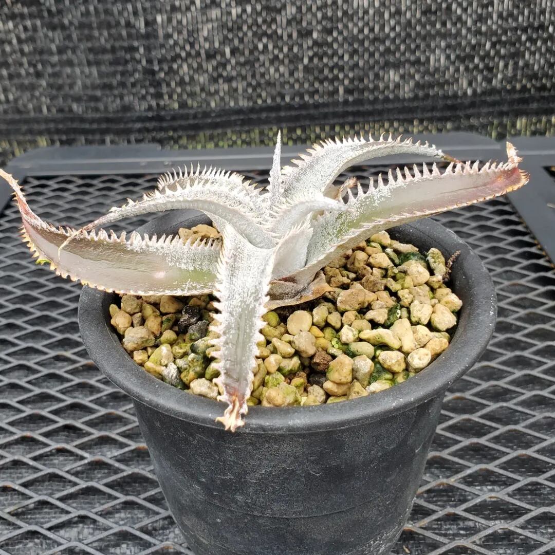 F00551_Dyckia 'Wasabi' (BCR:13644)：ディッキア・ワサビ（子株