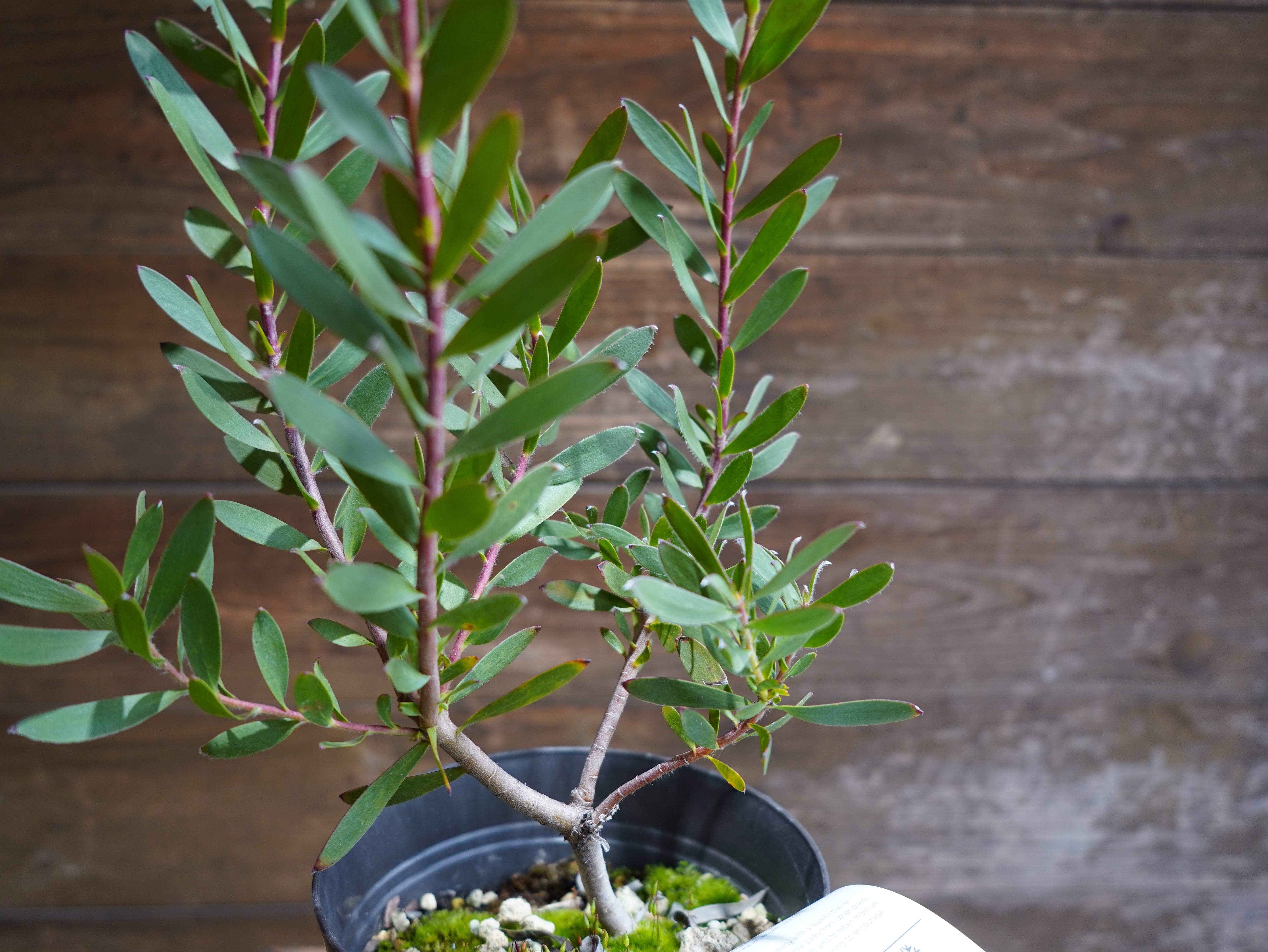 【現物】リューカデンドロン　”Red Gem”