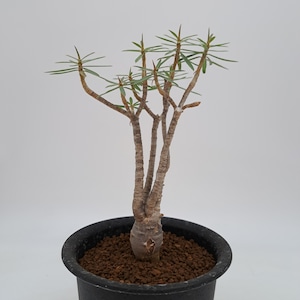 Euphorbia balsamifera