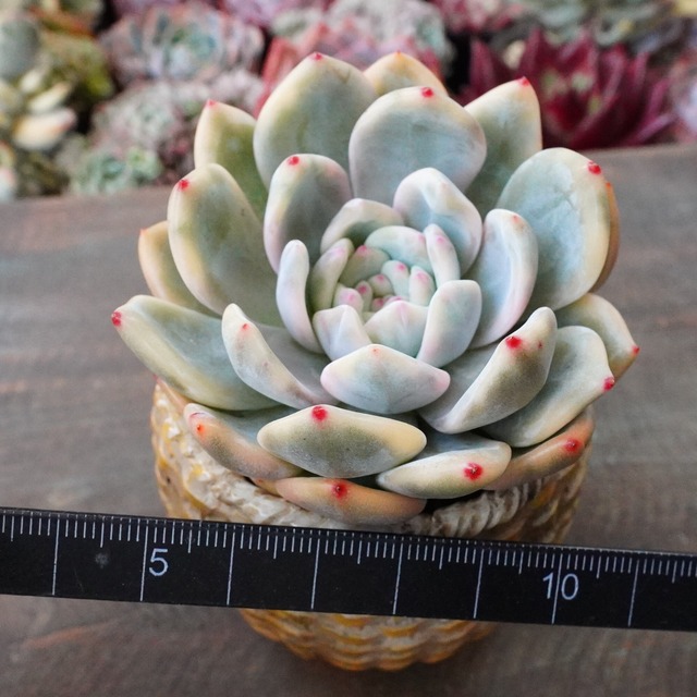 【モンロー錦 2】エケベリア　斑入り　育てやすい　韓国多肉