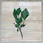 カジュアルフラワー　ヘデラ　1束　