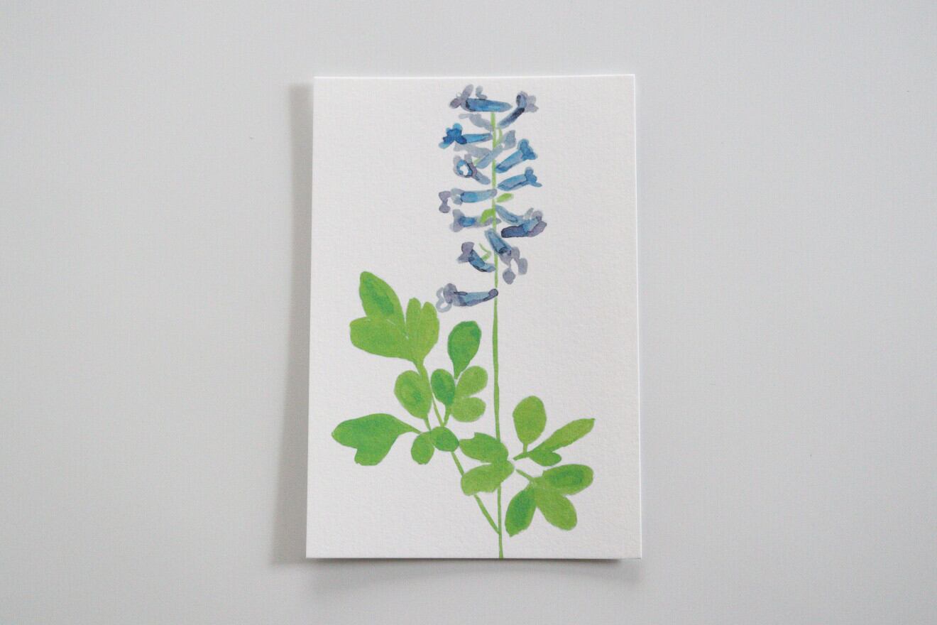 川島枝梨花 「エゾエンゴサク」ポストカード