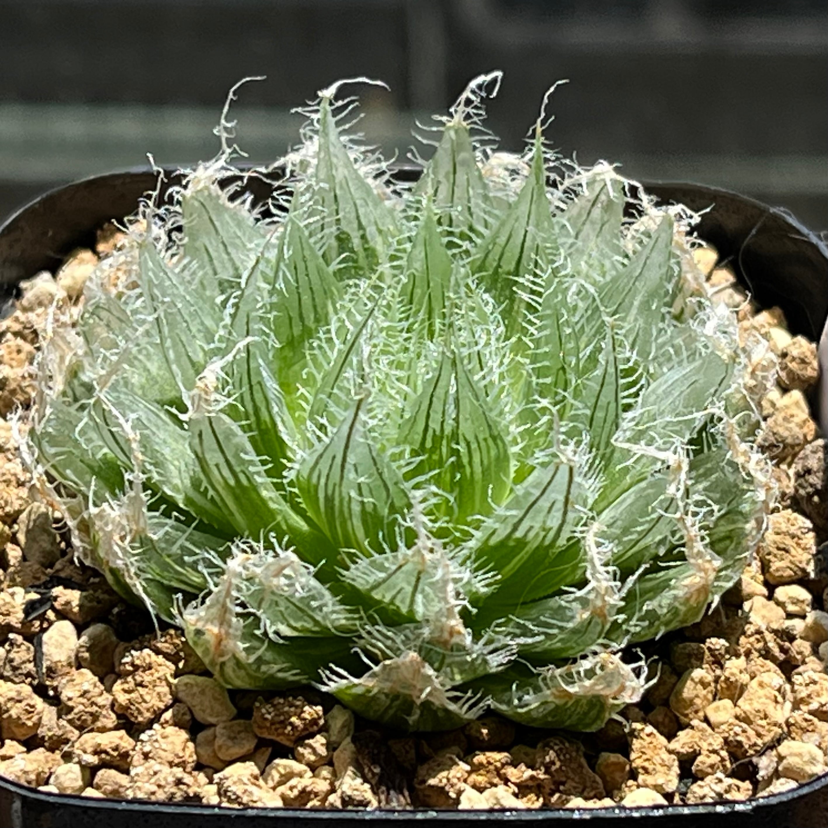 ハオルチア オブツーサ錦 赤太陽 | mocono_plants
