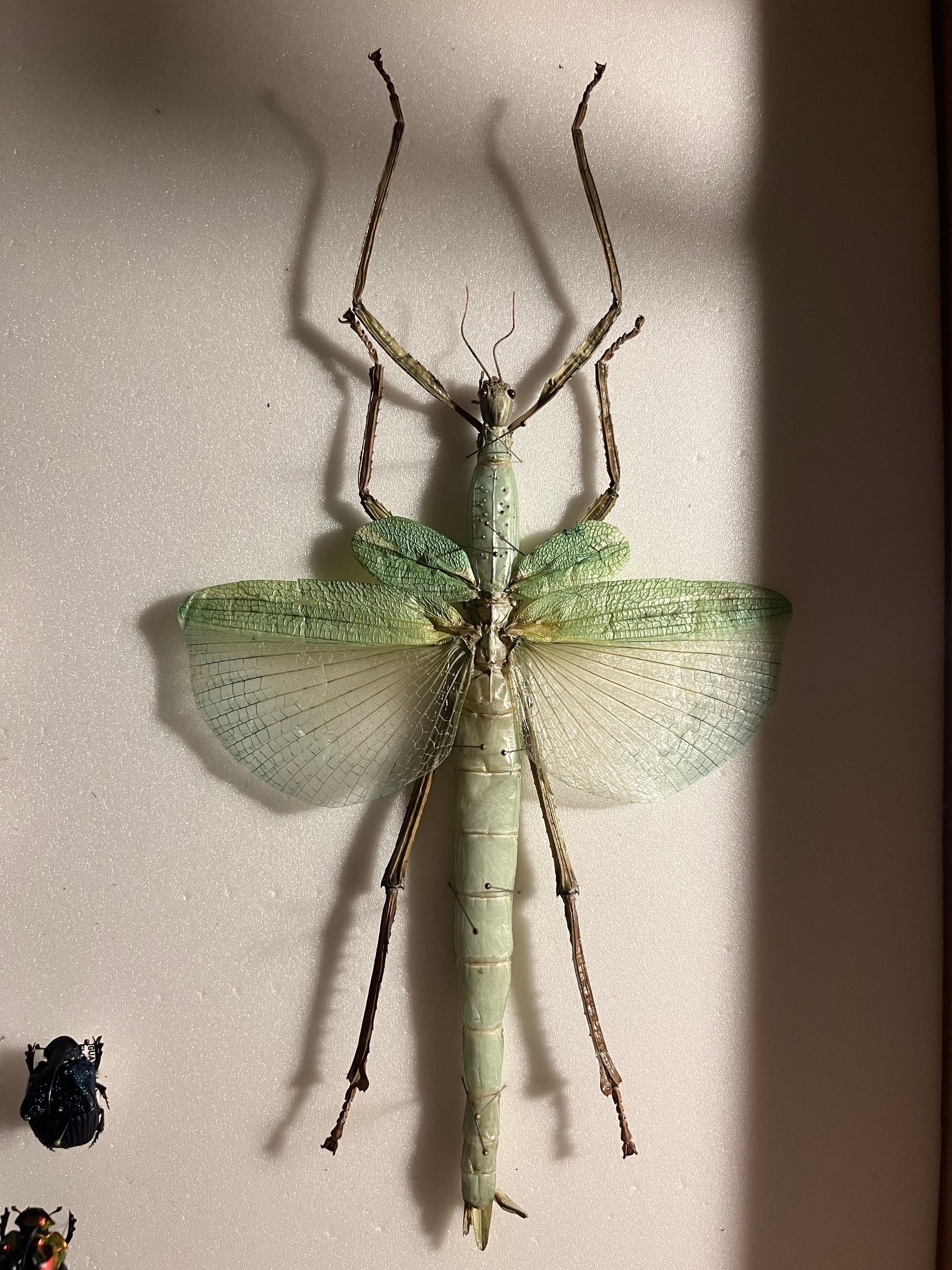 ゴライアスオオトビナナフシ 陸のザリガニ歩くソーセージコノハムシ直