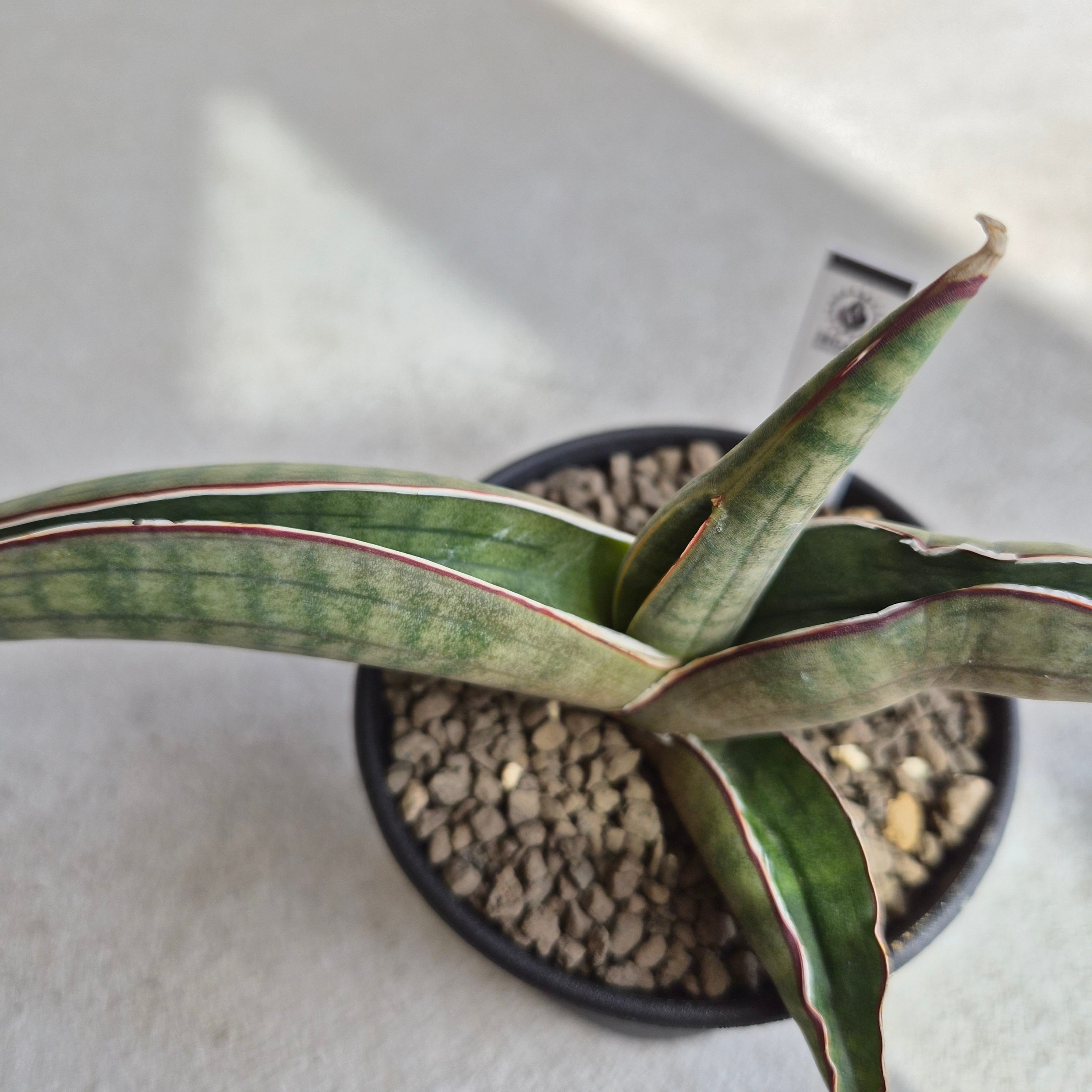 Sansevieria pfeisteri サンスベリア・プフィステリー(M) | Plants Baka
