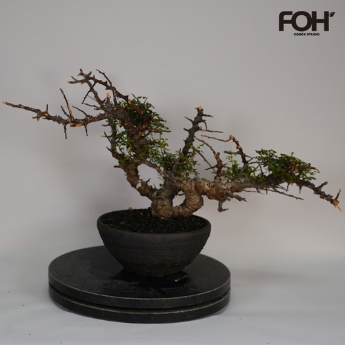 F32 コミフォラ SP エイル 発根済み 現地球 ソマリア産